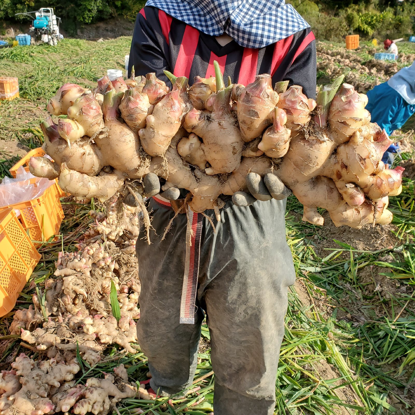 高知県産新生姜3キロ、即購入OK 高知県産 土付き新生姜3kg ｜ 野菜/薬味 産直アウル 農家・漁師など