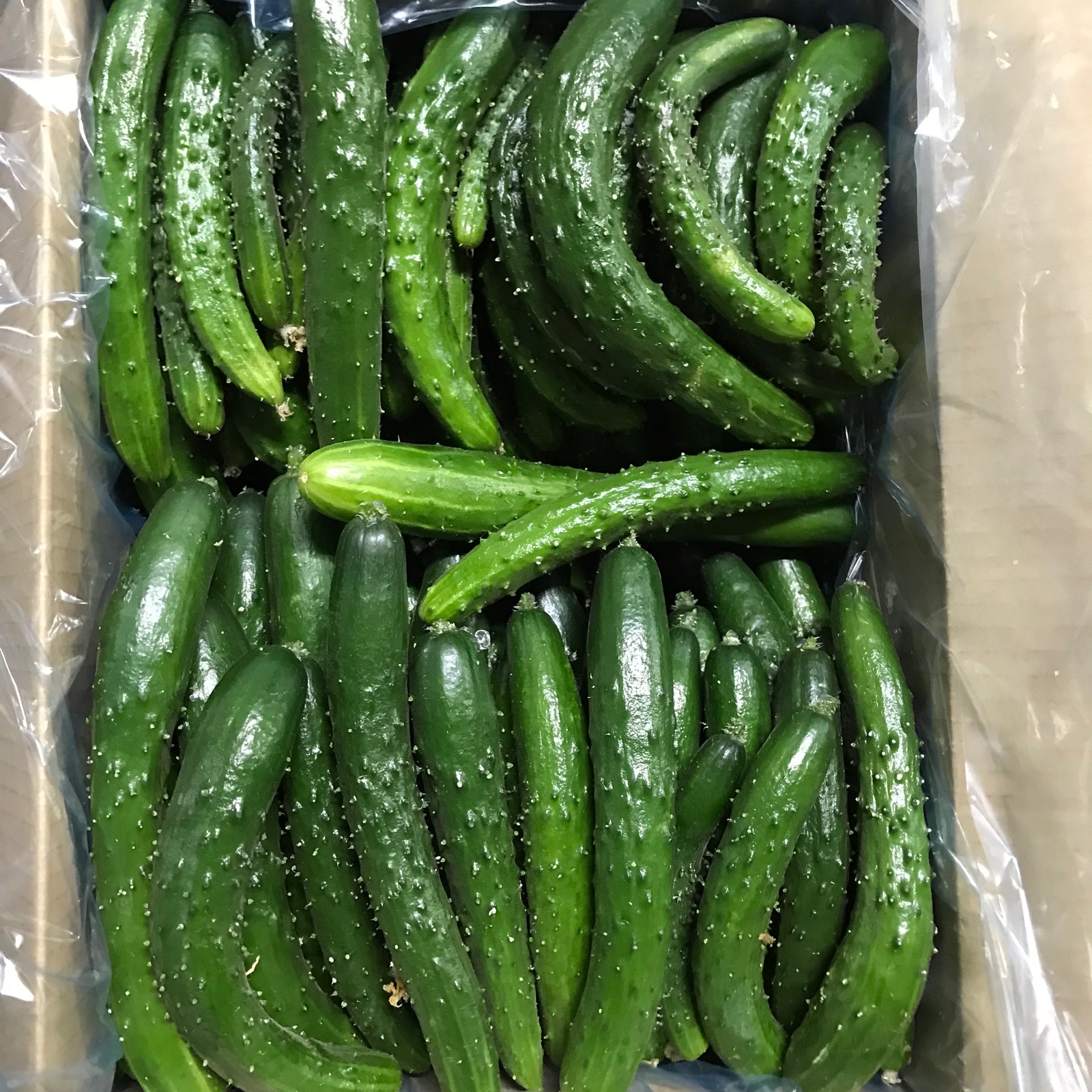 農家直送　ミニきゅうり ぽりぽりっ！🥒ミニきゅうり🥒 1.8㎏：長野県産のその他きゅうり