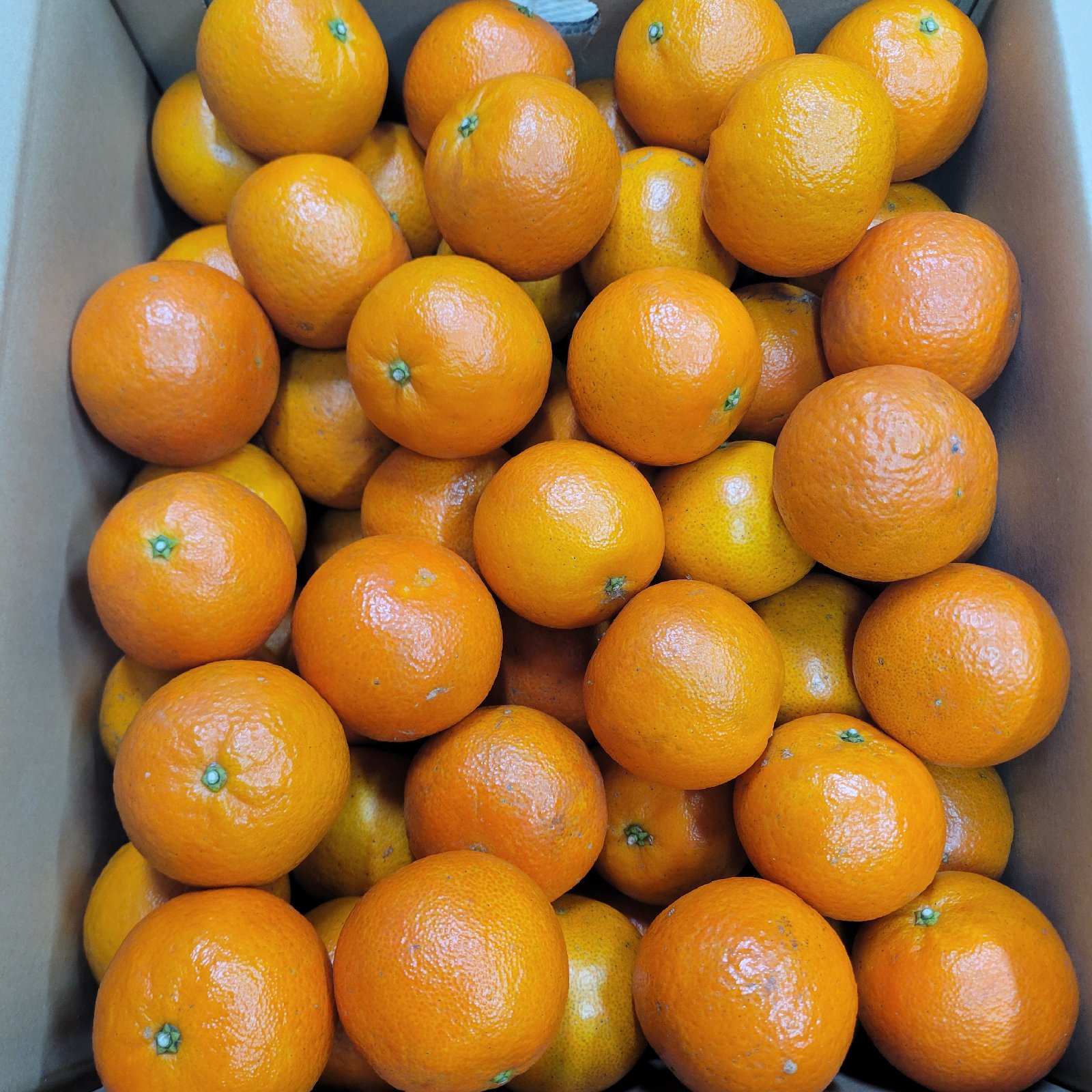 家庭用】屋久島名産たんかん10キロ | 果物/オレンジ・その他みかん