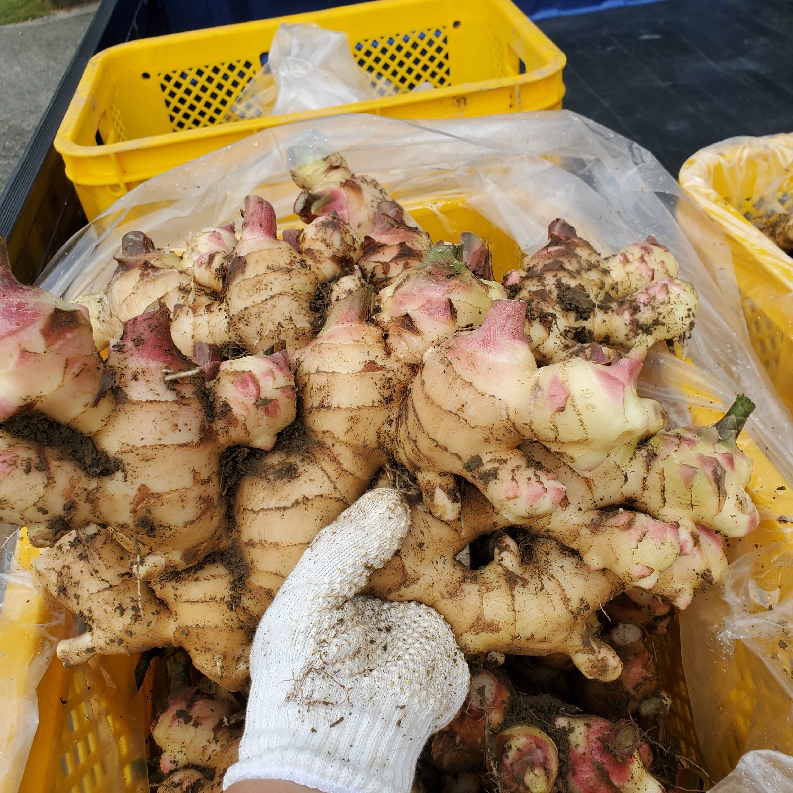 専用出品　親生姜 普通＋小さめセット20kg 専用出品 親生姜 普通＋小さめセット20kg 加工用生姜（規格外品）業務