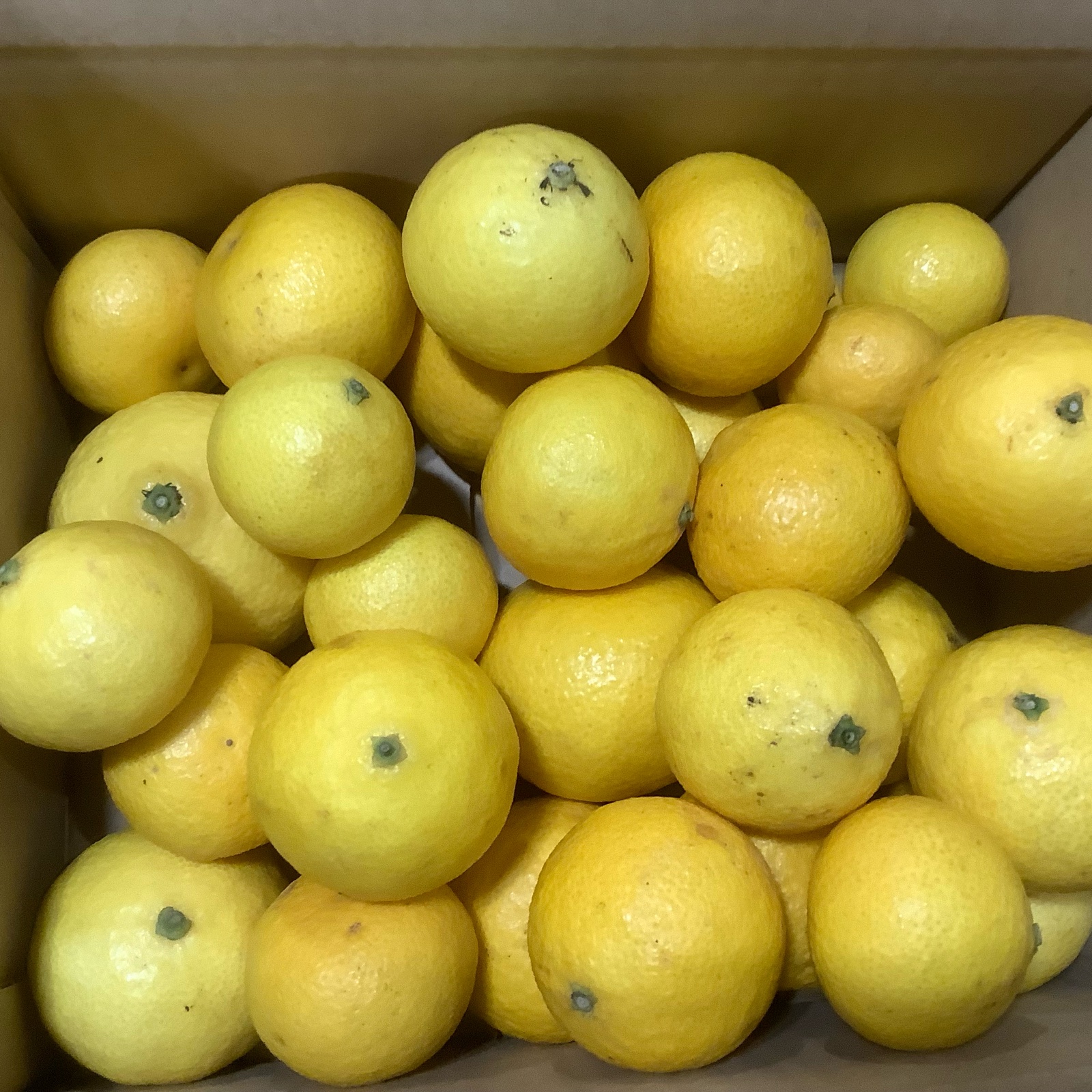 幻の柑橘 湘南ゴールド(露地栽培) 家庭用S〜Lサイズ混合2Kg | 果物