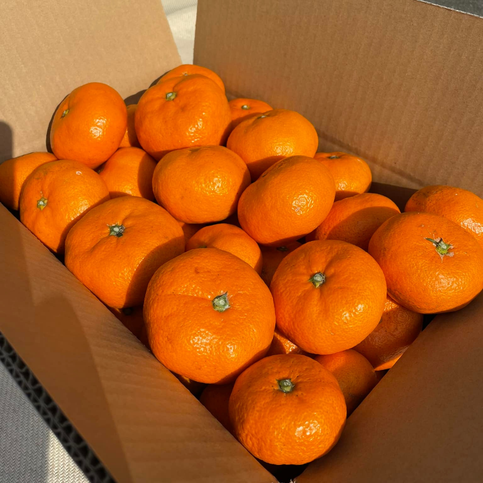 良品(ちょいキズ) 静岡みかん（青島温州みかん）5kg 2S～4Lサイズ