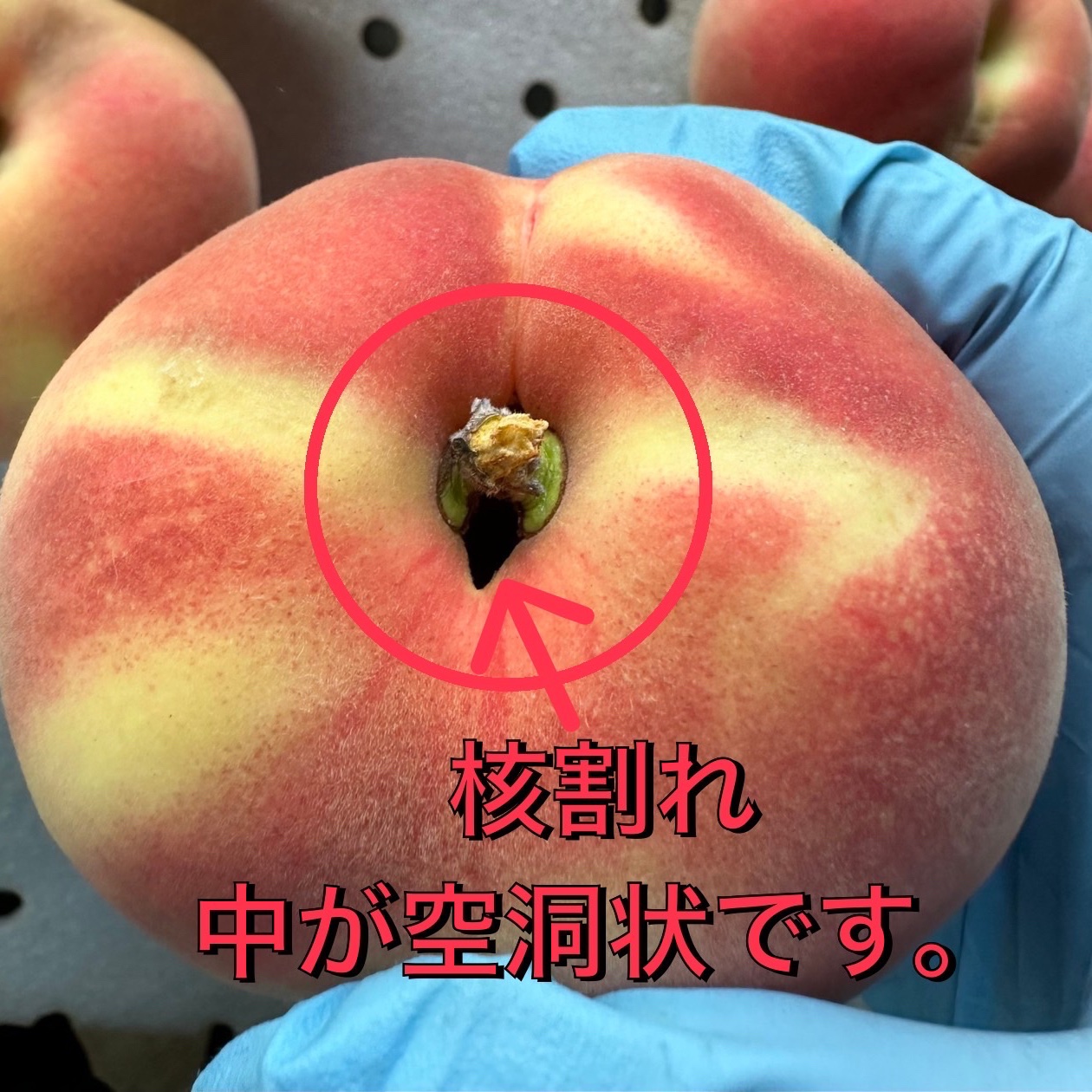 加工用 桃 あかつき 約3kg ｜ 果物/もも 産直アウル 農家・漁師など 