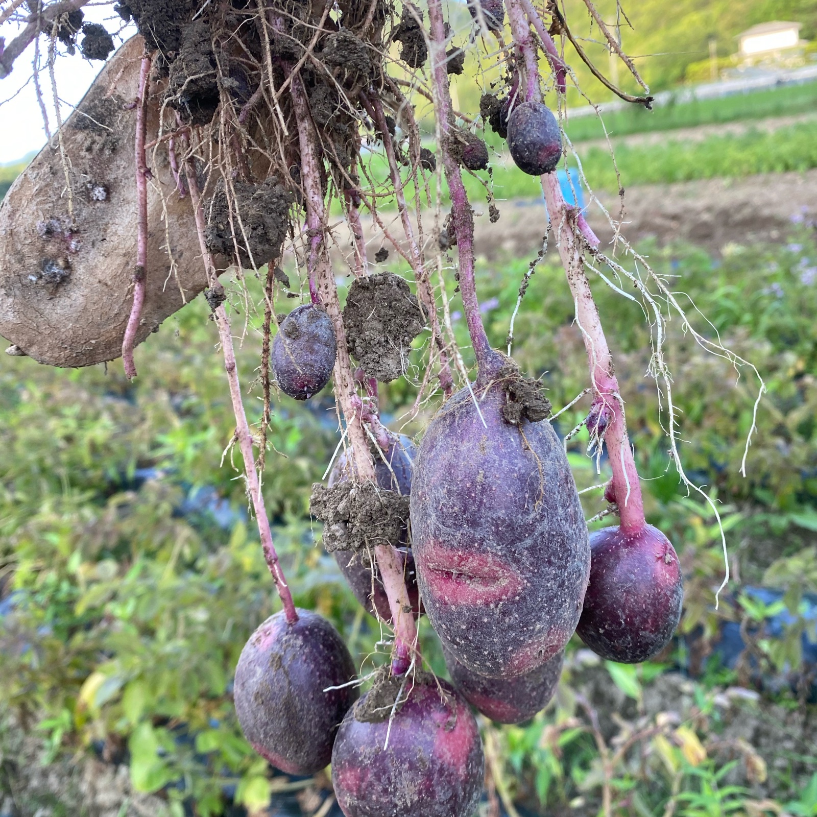 デストロイヤー10kg ｜ 野菜/じゃがいも 産直アウル 農家・漁師など