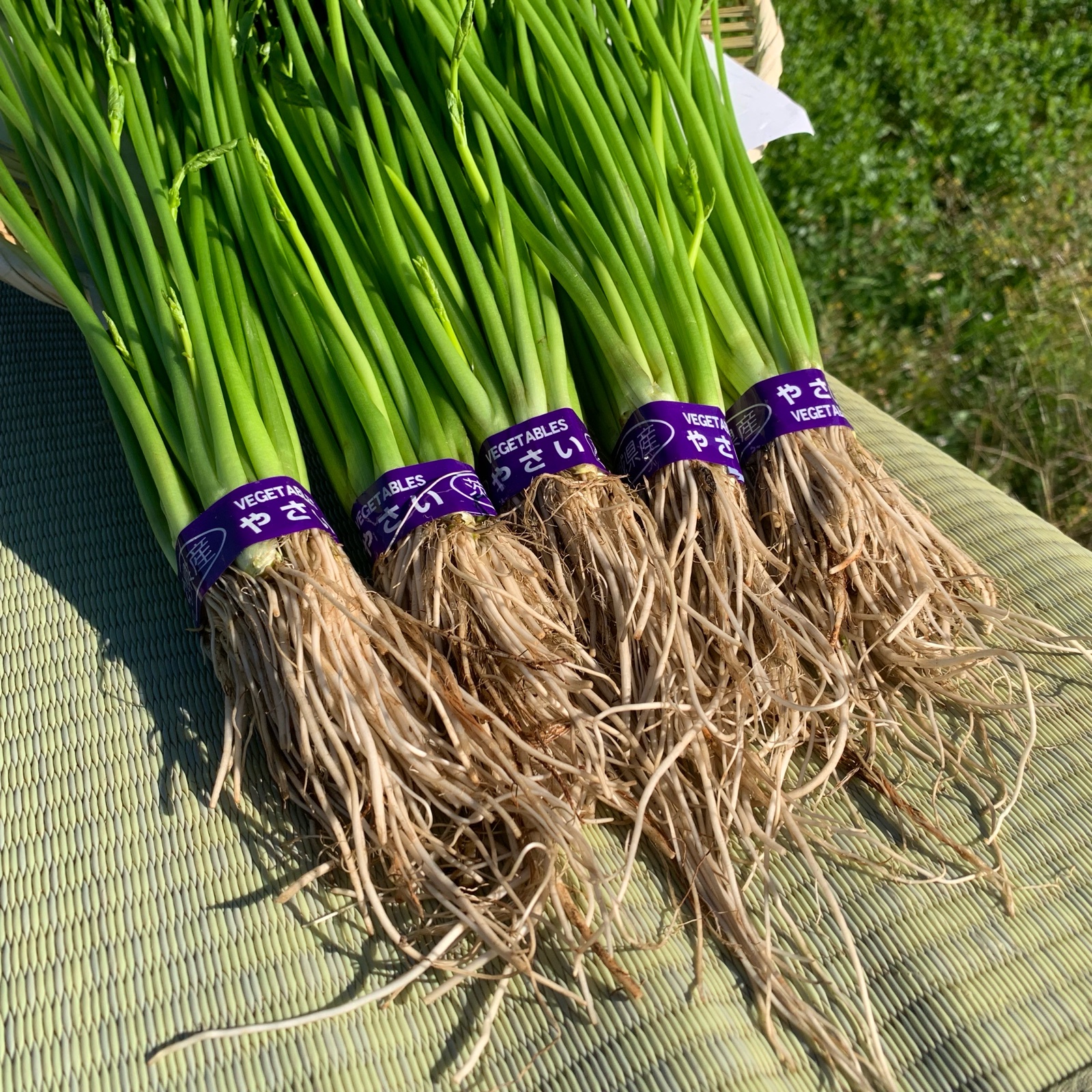 🍀茨城県産 せり🍀5束 600g ｜ 野菜/その他野菜 産直アウル 農家