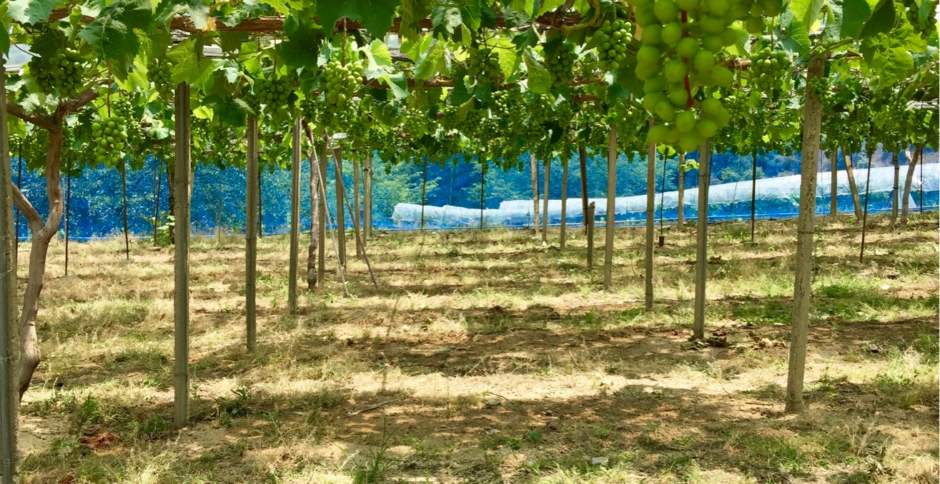 26farm さぬき市