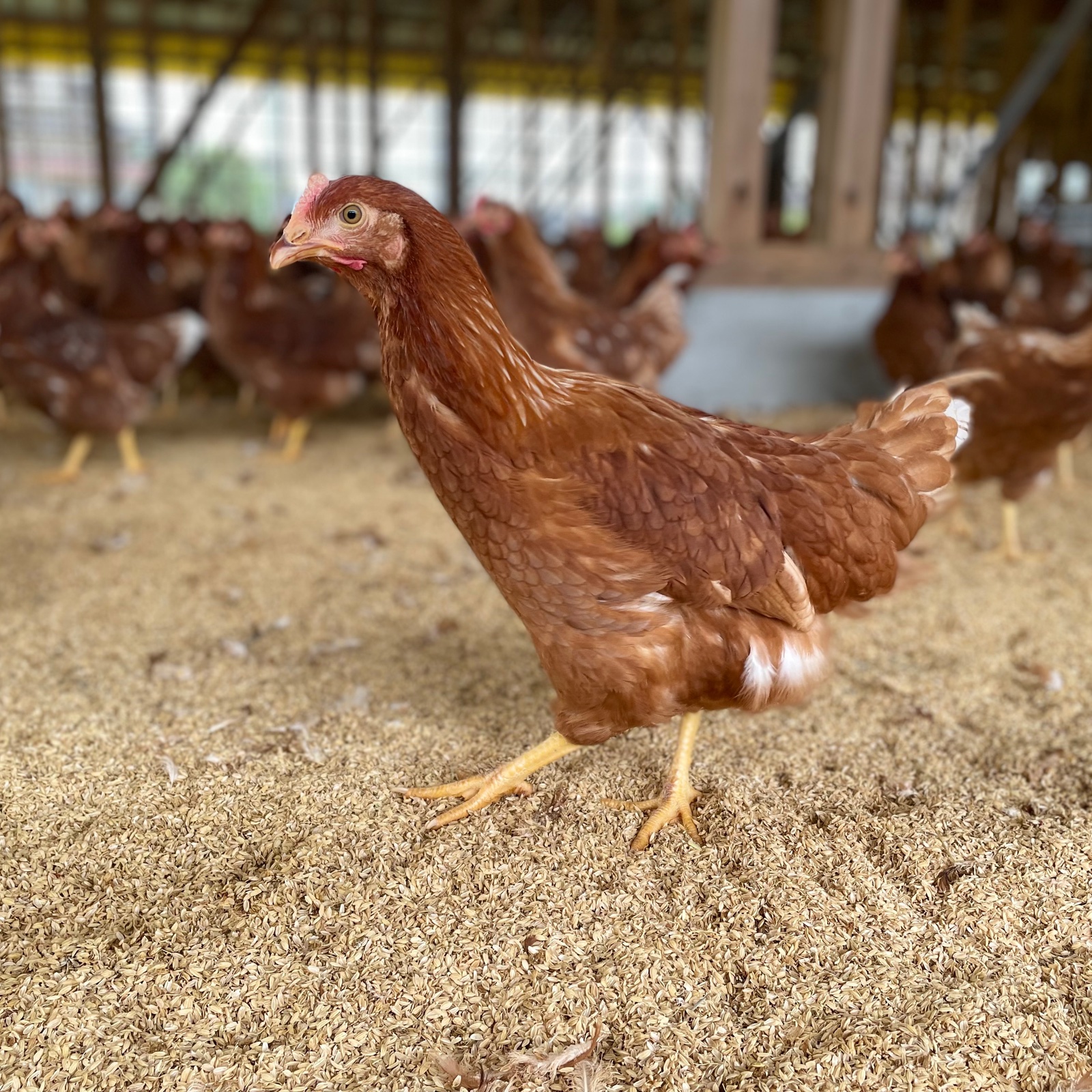 平飼い鶏卵 270個入り 平飼いたまご｜Vマーク：信頼の生活ブランド｜株式会社八社会