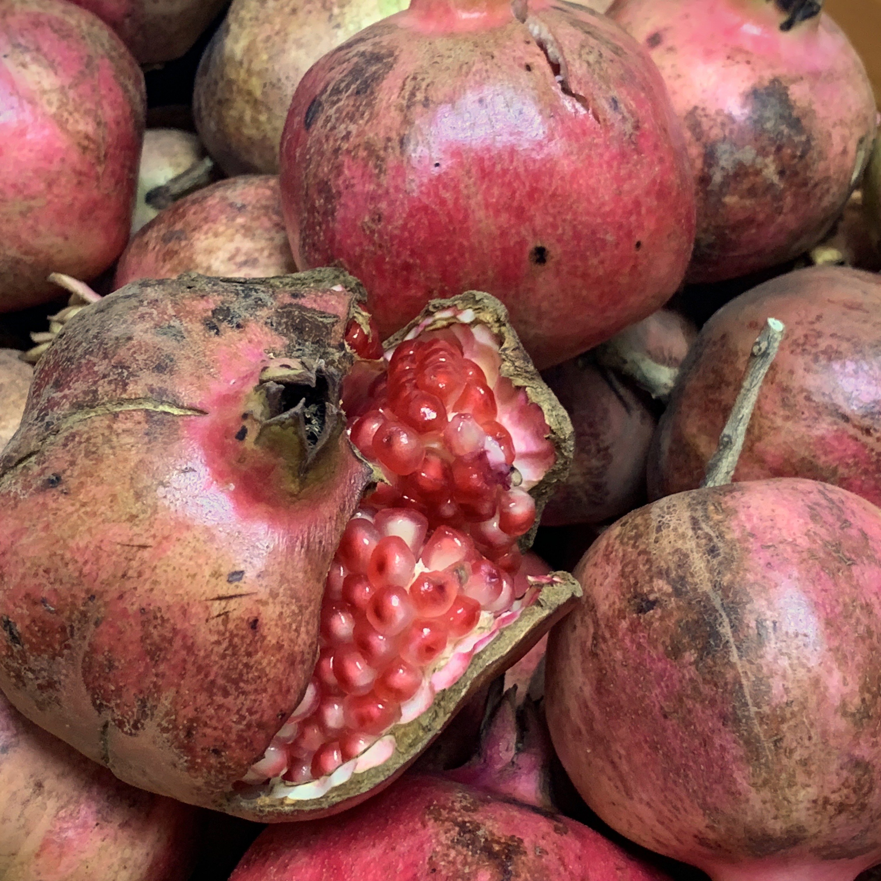 自然栽培】稀少な国産生ざくろ 1kg以上☆農薬・肥料不使用｜ザクロ