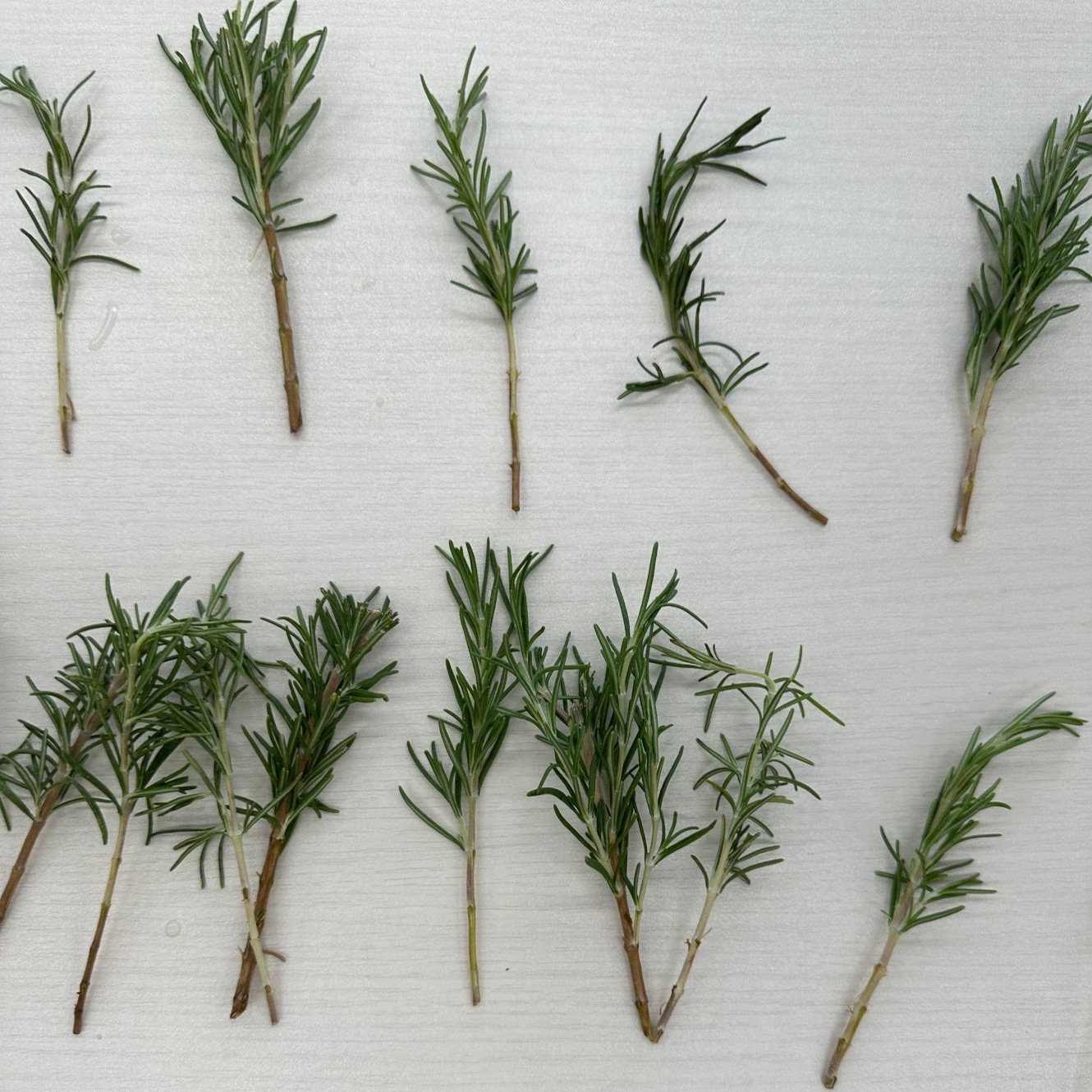 希少】生フレッシュローズマリー25g＋おまけ/無農薬/送料込み/食用