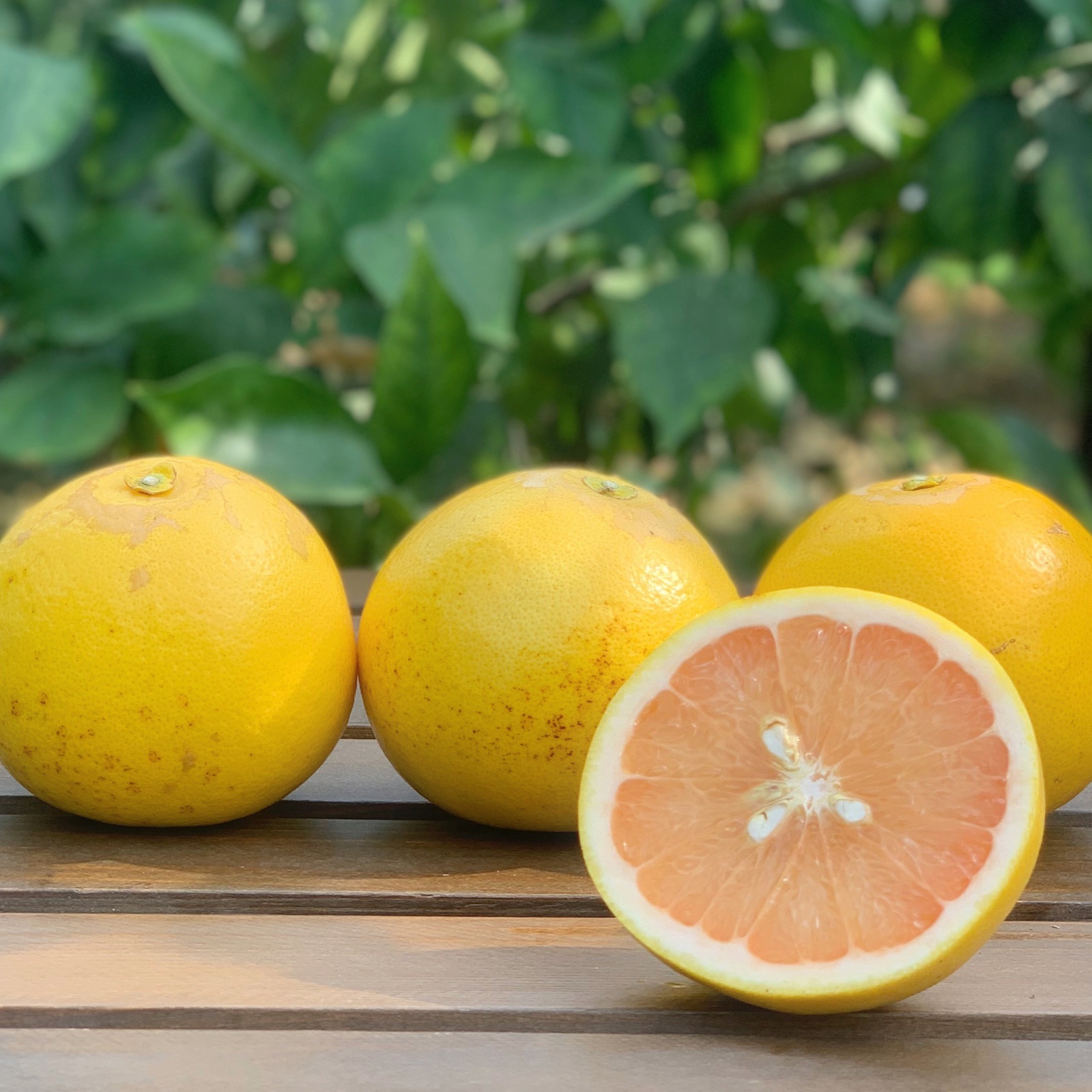 ご家庭用7K＊皮まで安心グレープフルーツ・さがんルビー | 果物