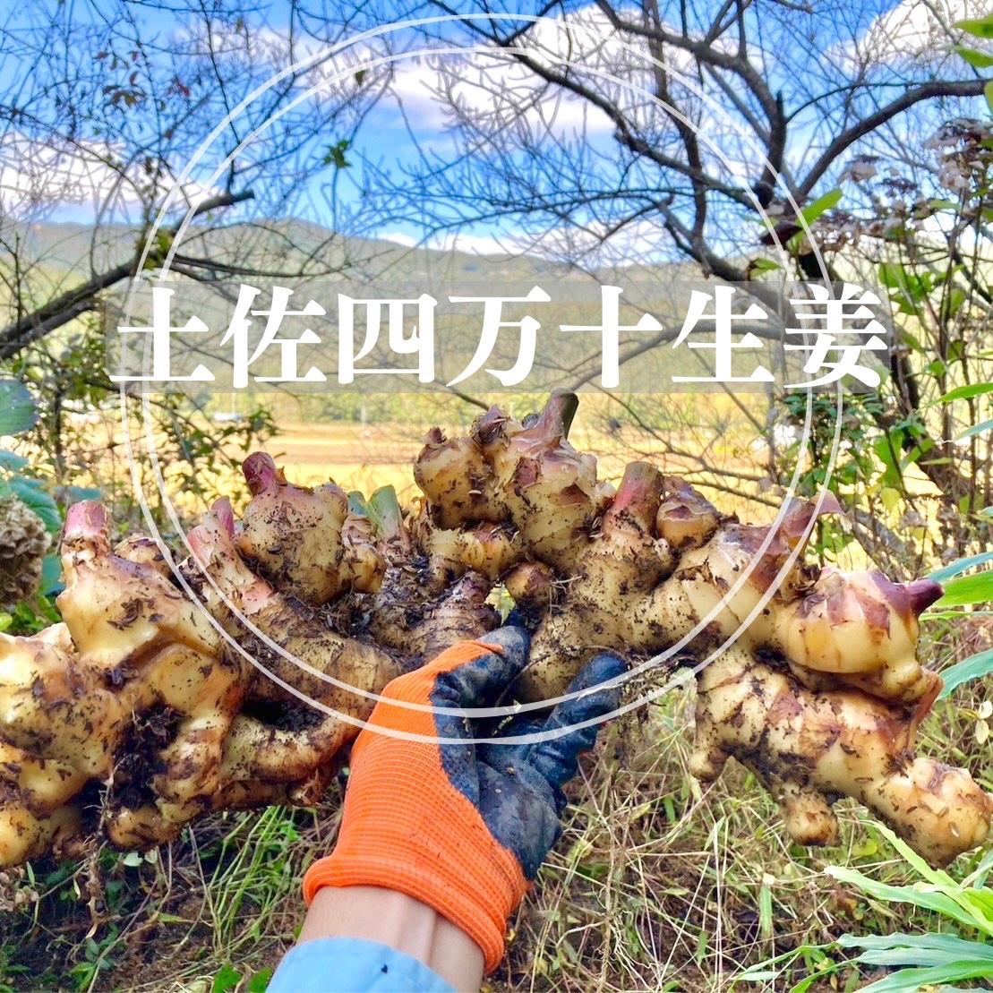 四万十町産　農薬不使用　ひね生姜　4kg 高知土佐四万十生姜 4kg【栽培時農薬・化学肥料不使用】 ｜ 野菜/薬味