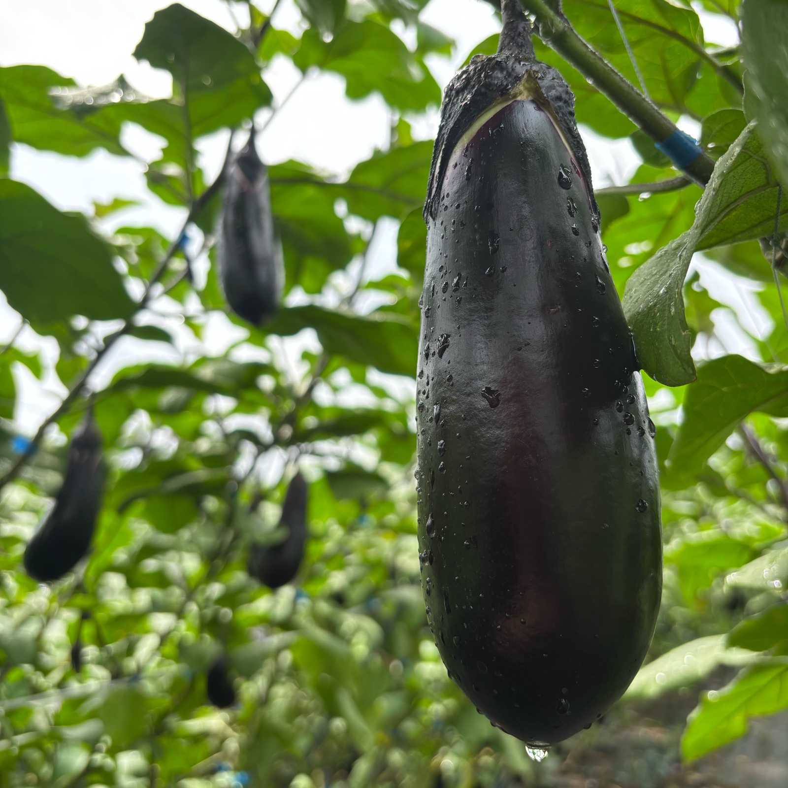 訳あり】長なす2kg（家庭用・茨城県産） | 野菜/茄子 産直アウル