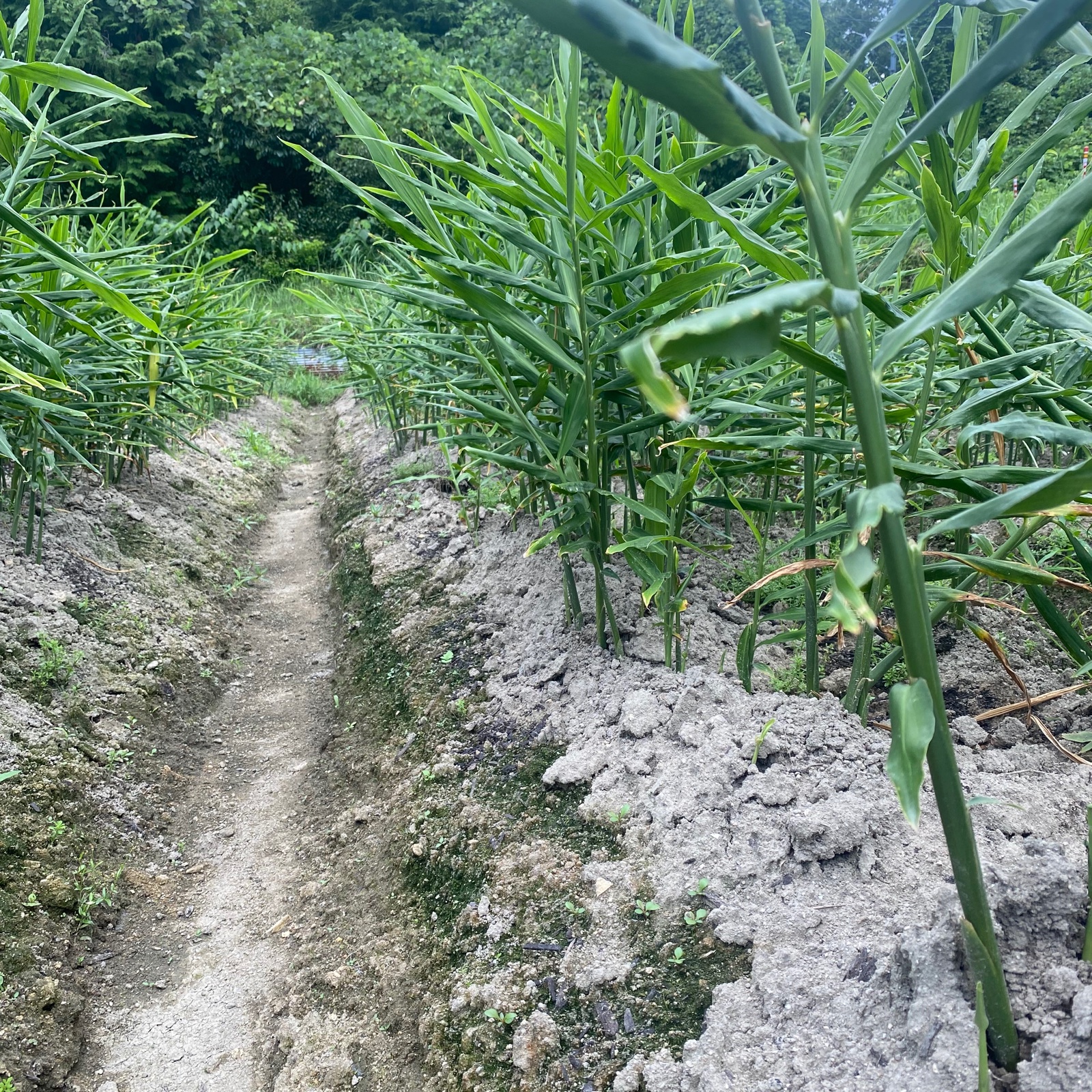 無農薬、無化学肥料の新生姜500g | 野菜/薬味 産直アウル 農家から直接
