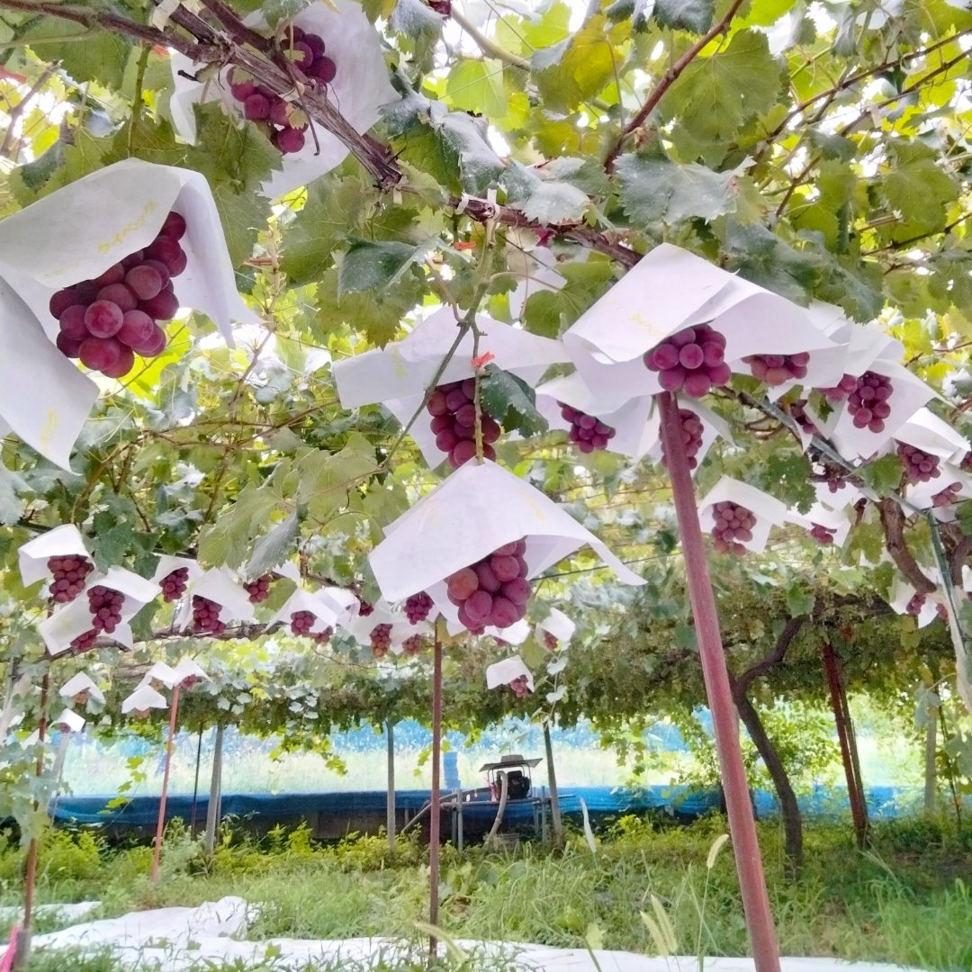 クイーンニーナ（果物＞ぶどう）の産地直送商品一覧（通販・お取り寄せ