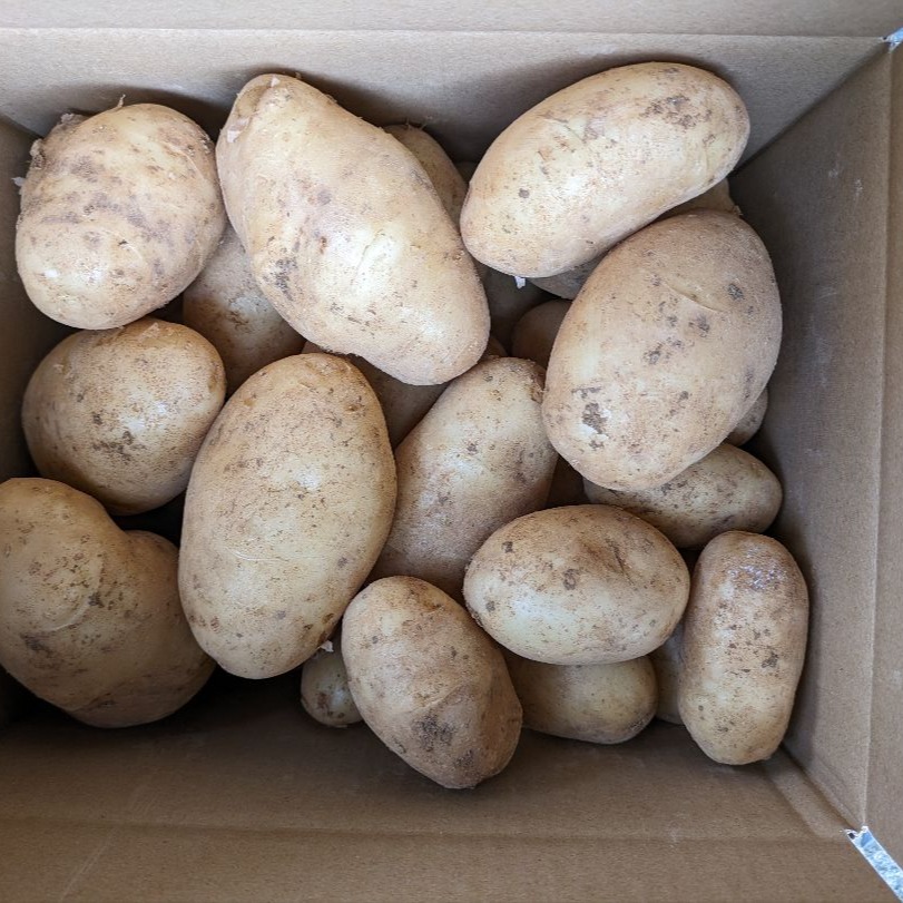 沖永良部島産新じゃがいも3キロ ｜ 野菜/じゃがいも 産直アウル 農家