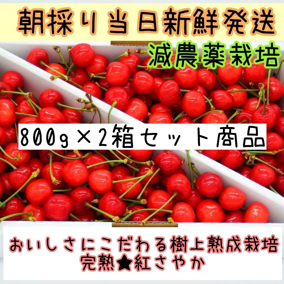 紅さやか（果物＞さくらんぼ）の産地直送商品一覧（通販・お