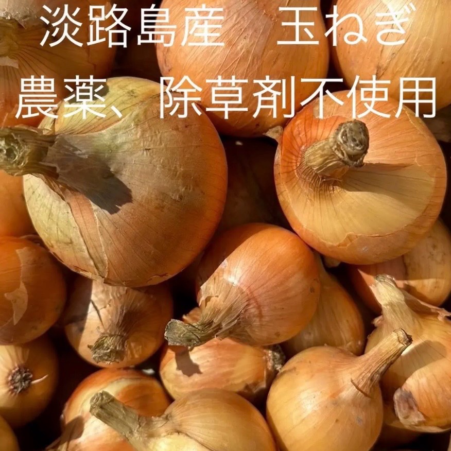 農薬・除草剤不使用！淡路島産 玉ねぎ 農薬不使用 5kg | 野菜