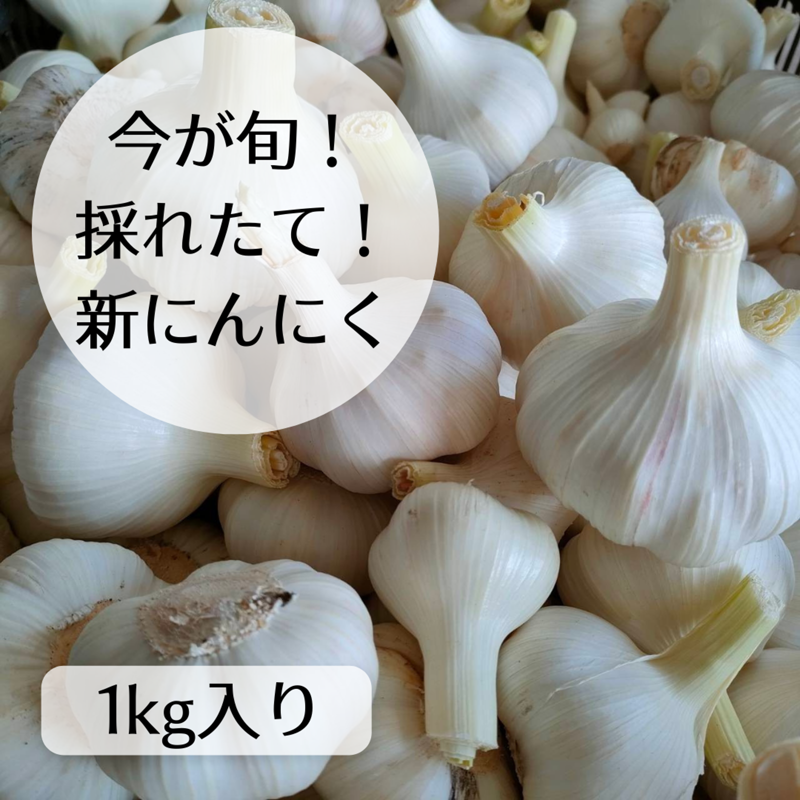 採れたて！今季初！新にんにく 1kg 埼玉県加須市産 遠藤農園 ｜ 野菜