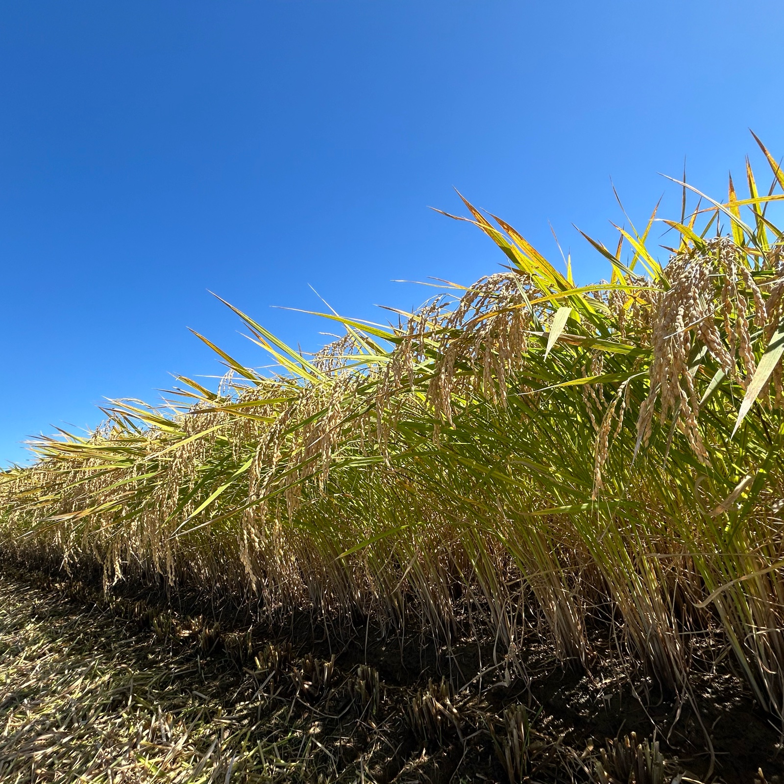 新米 令和7年産 つぶぞろい5キロ | 米・穀物/米/精米 産直アウル 農家