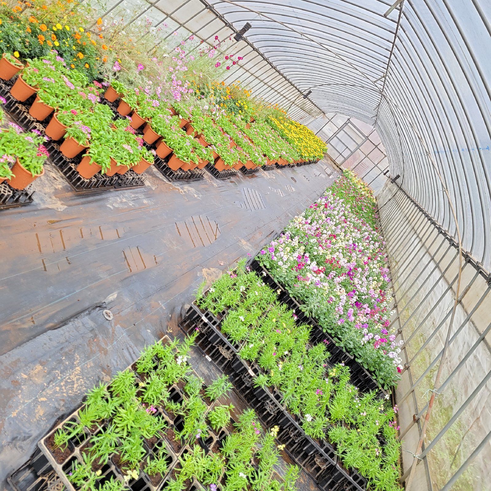 あみちゃんファームのエディブルフラワー | その他/食用花 産直アウル