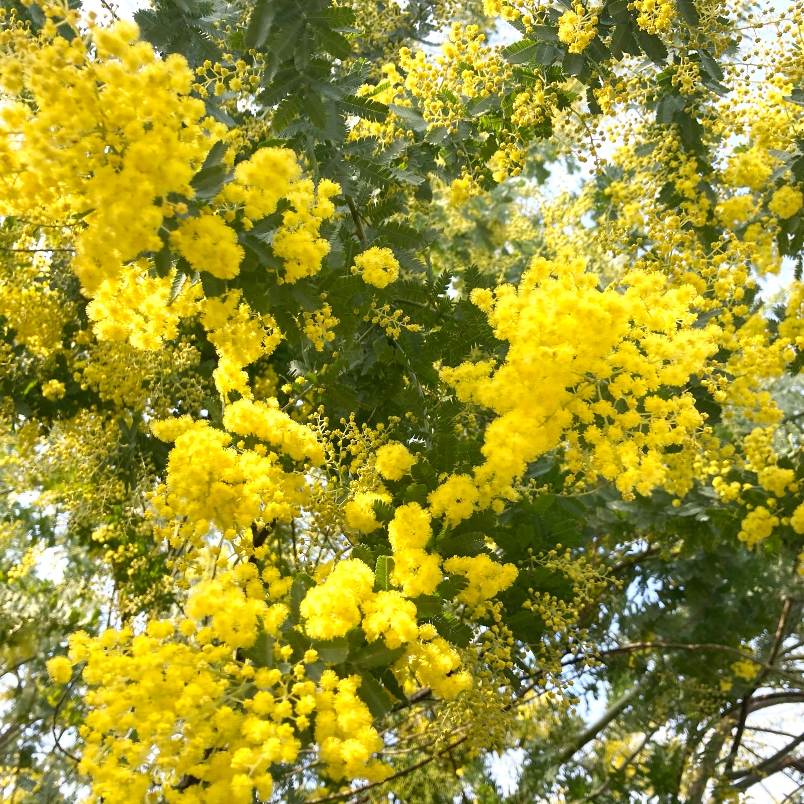 ミモザアカシア　畑　1 gongen畑のミモザ 銀葉アカシア ｜ 花・植物/花・植物 産直アウル 農家