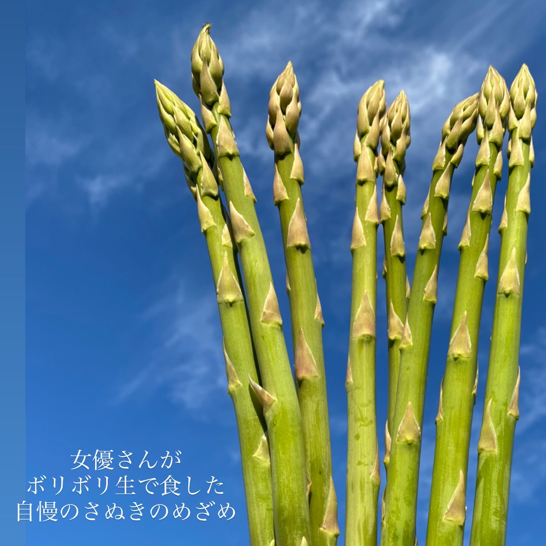 さぬきのめざめ L500g×3袋入り ｜ 野菜/アスパラガス 産直アウル 農家