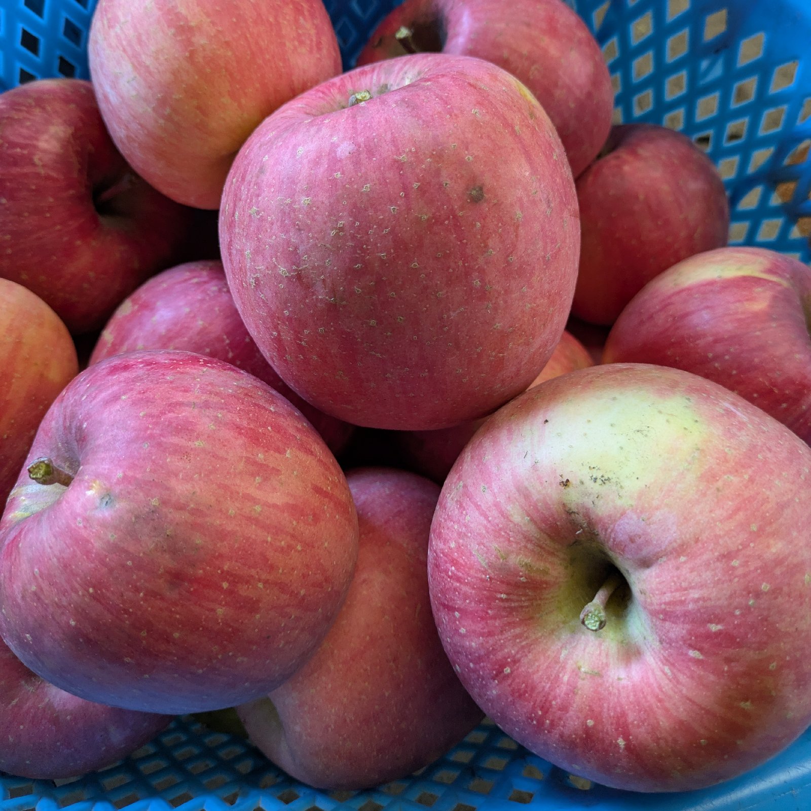 訳あり🍎熟成保存サンふじ ｜ 果物/りんご 産直アウル 農家・漁師など