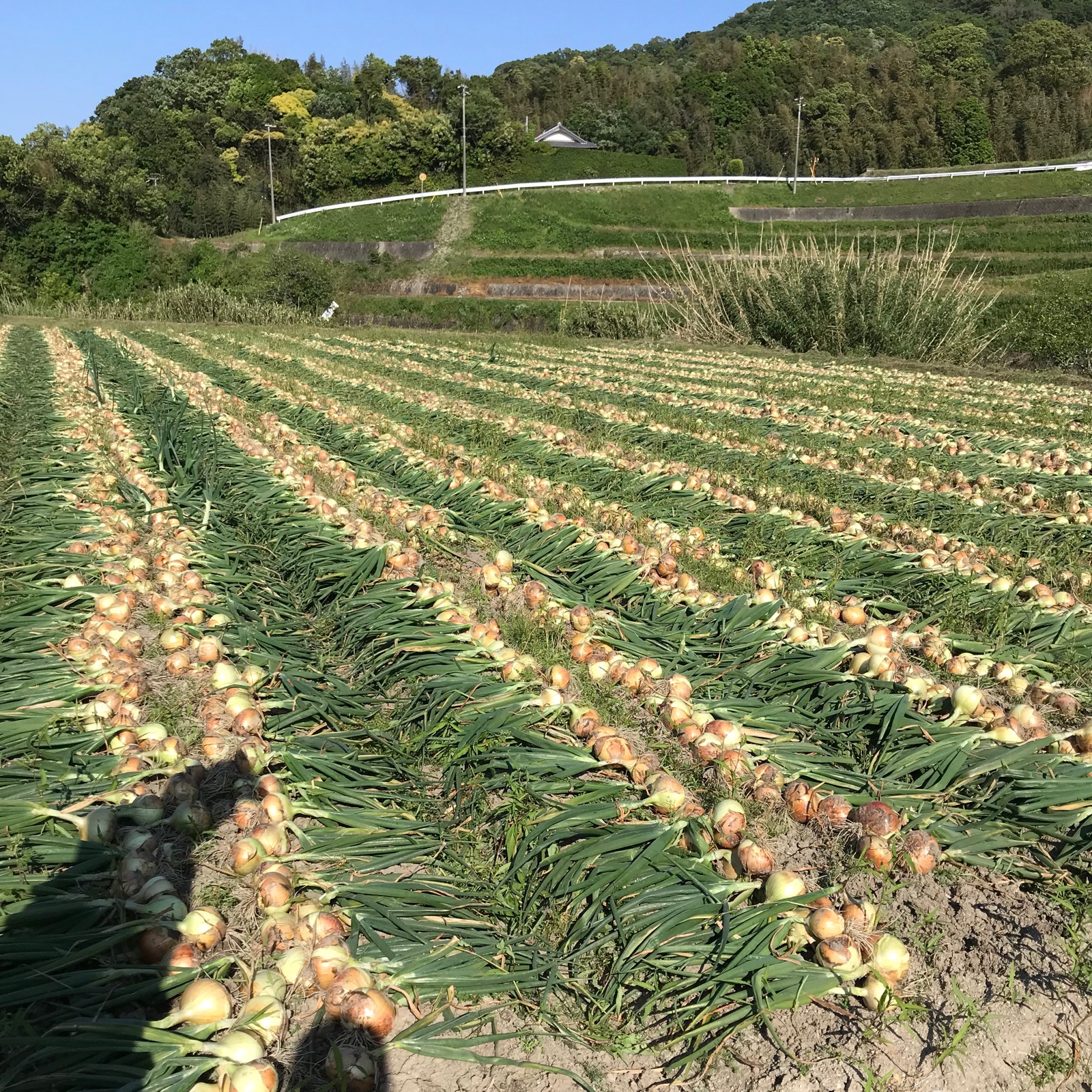 お得なワケあり‼︎淡路島産 熟成玉ねぎ 10キロ 《品種：ターザン