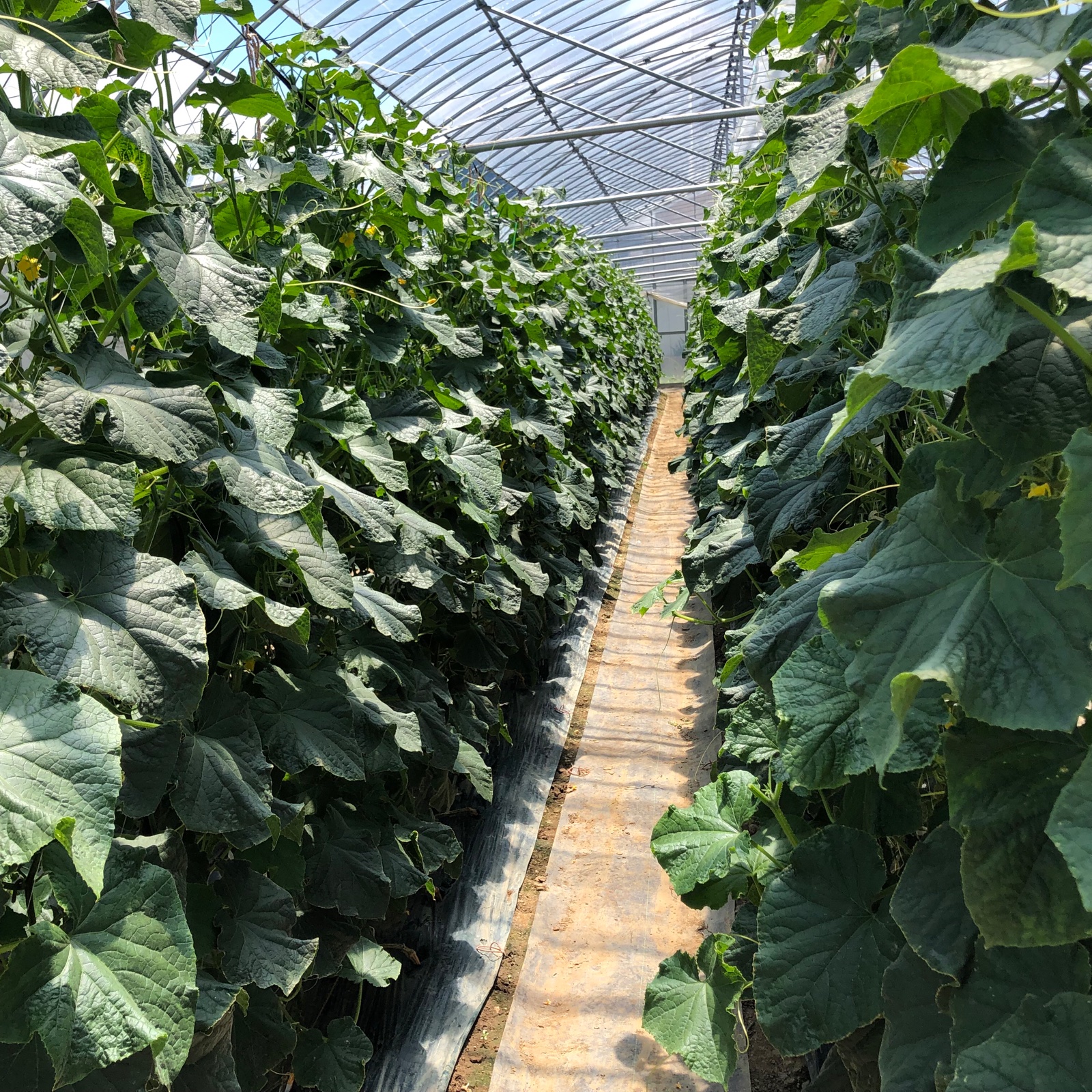 新鮮朝採りきゅうり1.5kg(11〜14本) ｜ 野菜/きゅうり 産直アウル 農家