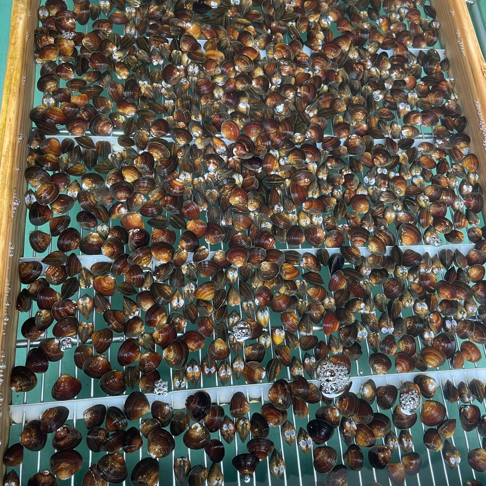 活しじみ小サイズ3kg十三湖産 ｜ 魚介類/しじみ 産直アウル 農家・漁師