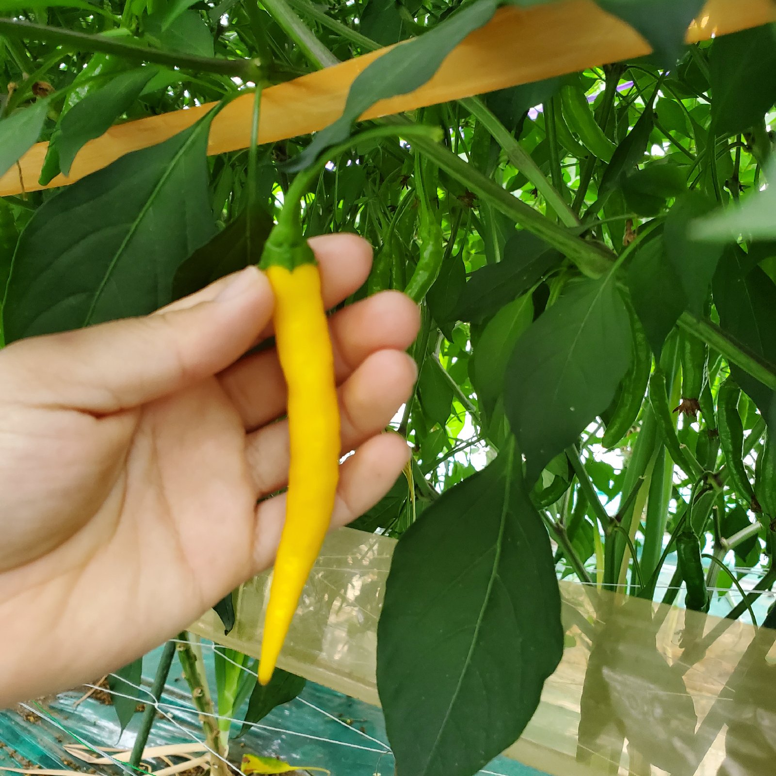 黄とうがらし 1kg 激辛 ｜ 野菜/スパイス 産直アウル 農家・漁師など
