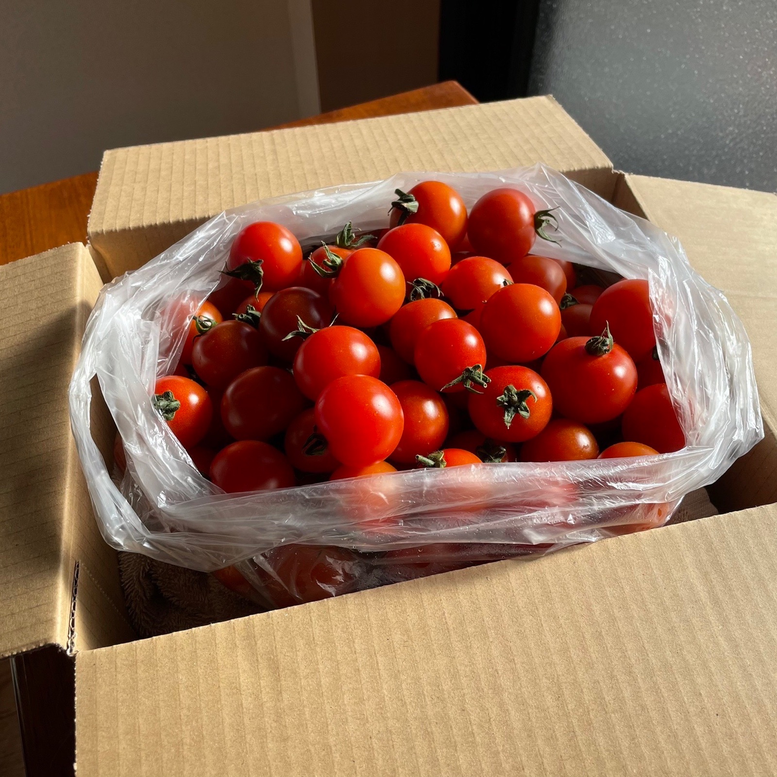 ミニトマト 約1.6kg ｜ 野菜/トマト 産直アウル 農家・漁師など生産者