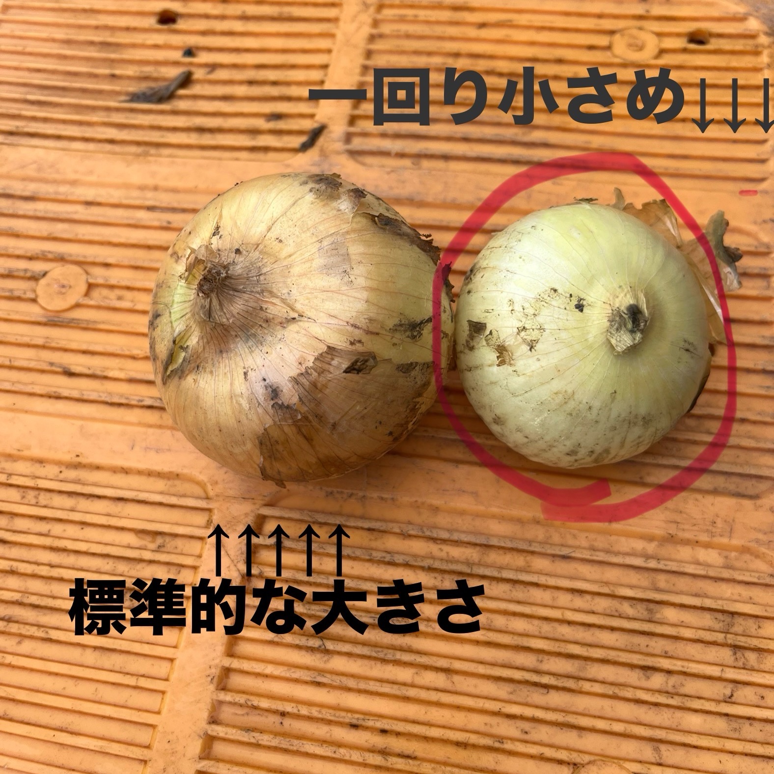 サラたまちゃん農家のサラダ玉ねぎ箱込み2kg ｜ 野菜/玉ねぎ 産直