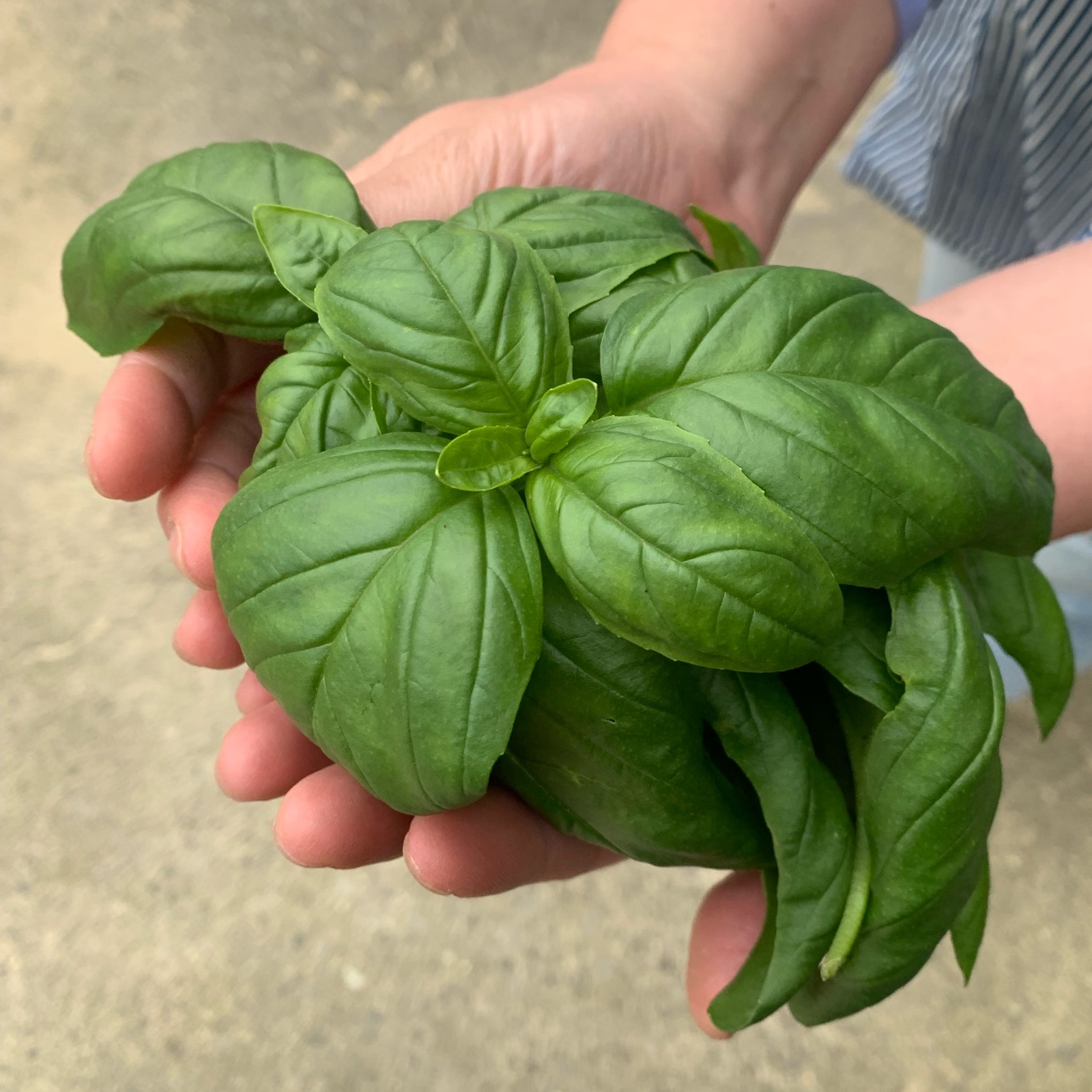 1kg入り フレッシュスイートバジル ｜ 野菜/ハーブ 産直アウル 農家