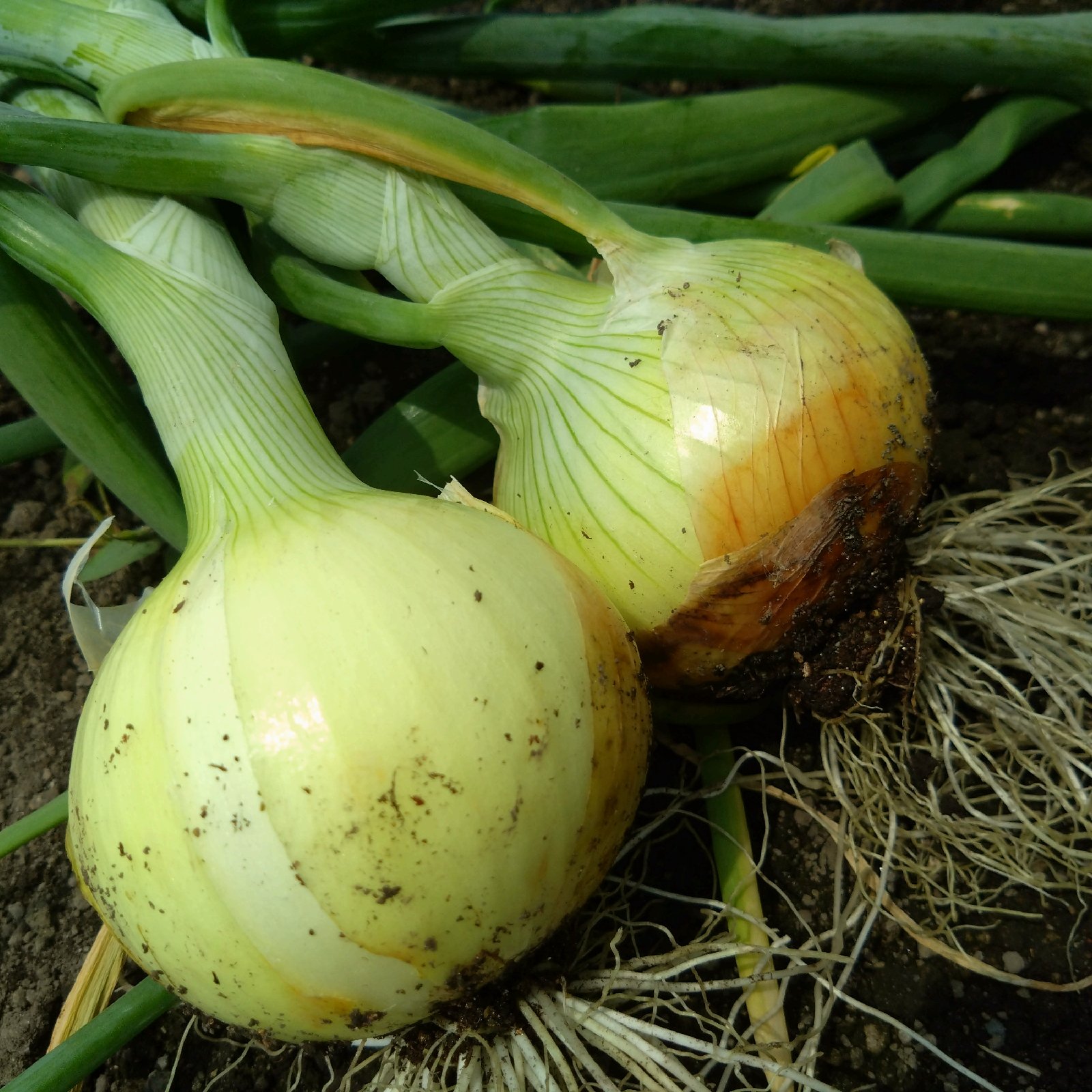 青森県産玉ねぎ 5キロ 【保存用ネット3キロ用付】 ｜ 野菜/玉ねぎ 産直