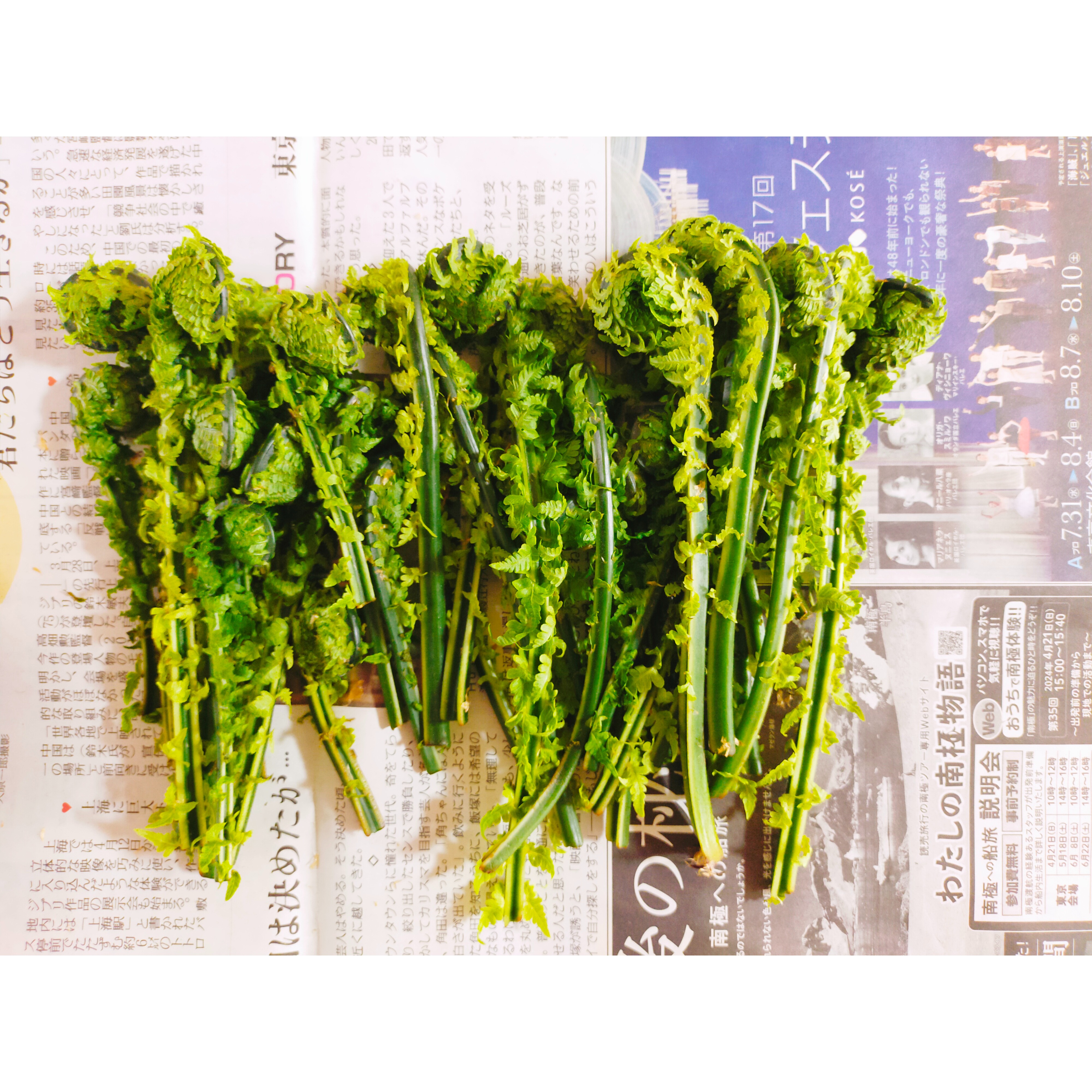 悠久のひと巻き】青森県産 こごみ（こごめ、クサソテツ） 山菜 ｜ 野菜