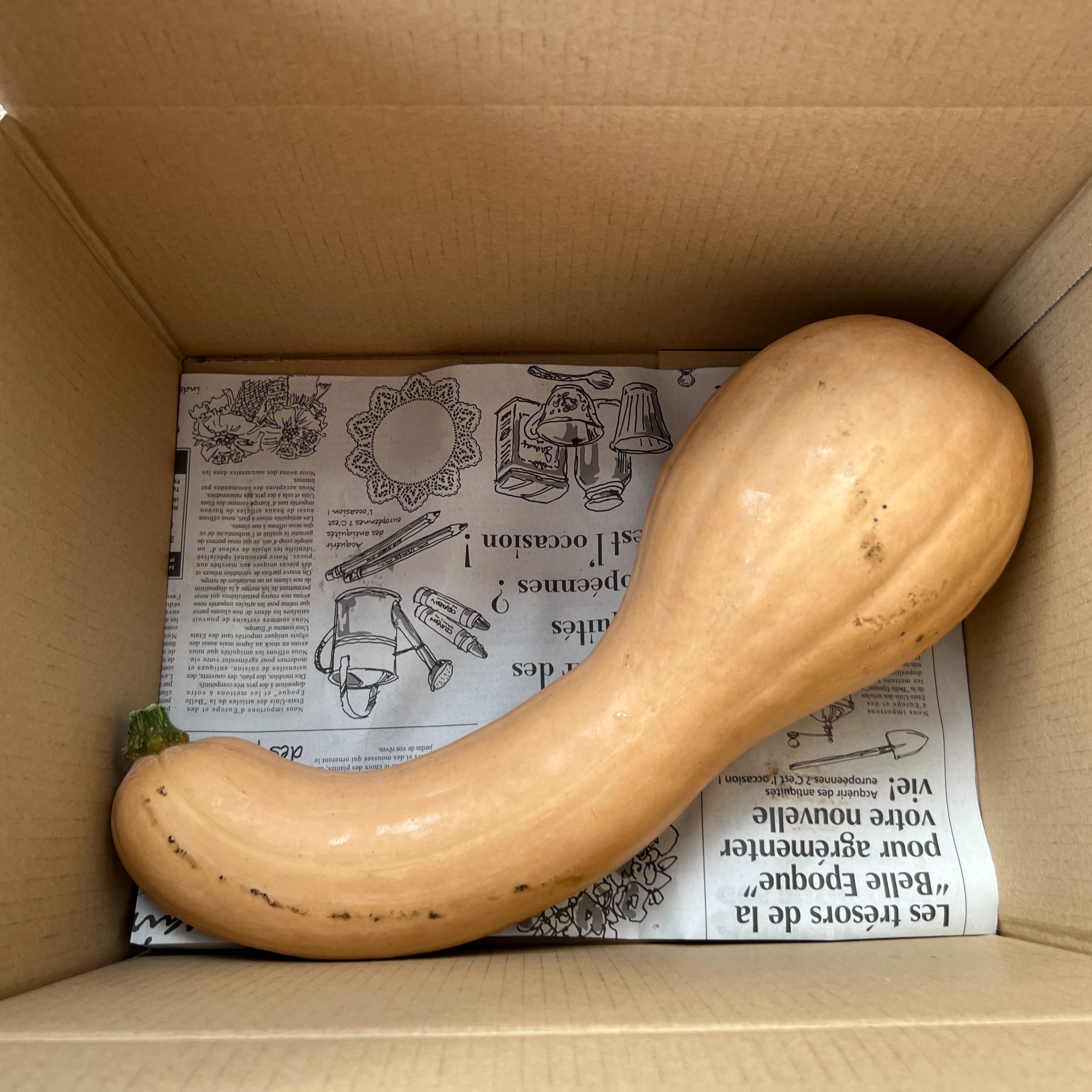 ☆有機JAS認証☆鶴首かぼちゃ約2kg ｜ 野菜/かぼちゃ 産直アウル 農家