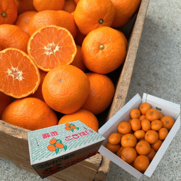 晩生みかんの旨さたっぷり！超熟みかん「熟太郎（じゅくたろう）」お