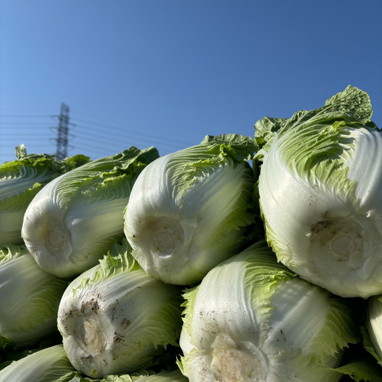 春白菜 1kg100円 50kgから 春どりやわらか白菜（Farm Okubo） ｜ 野菜/白菜 産直アウル 農家