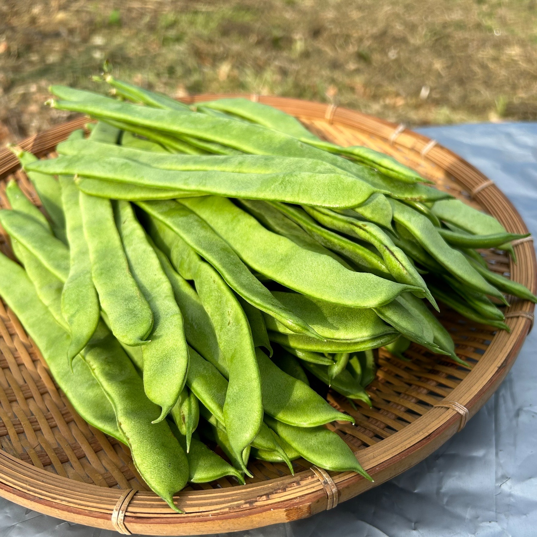 ジャンボインゲン スジ無し 調理簡単 お試しサイズ宮崎県産 ｜ 野菜