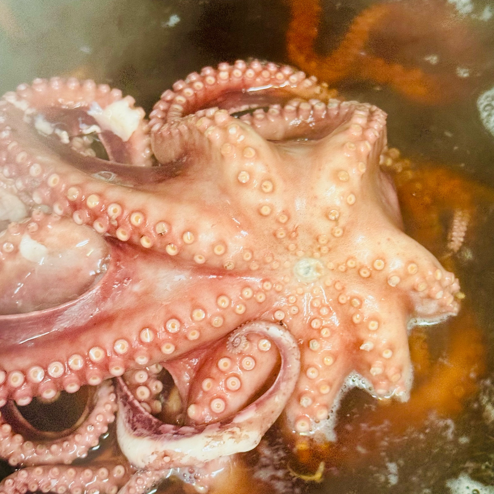 山竹商店の最新投稿「深海トロダコ🐙」｜産地直送の販売・育成情報