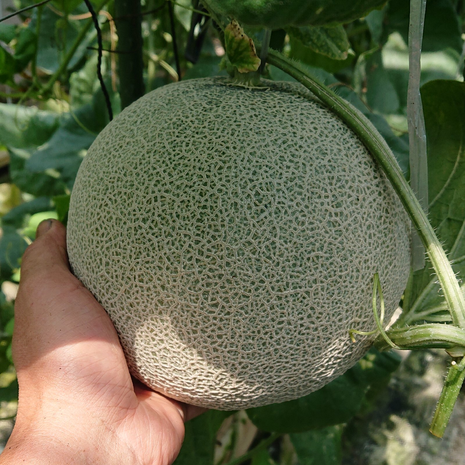 高知県産温室アールスメロン 1.5㎏以上 × 5玉 | 果物/メロン 産直