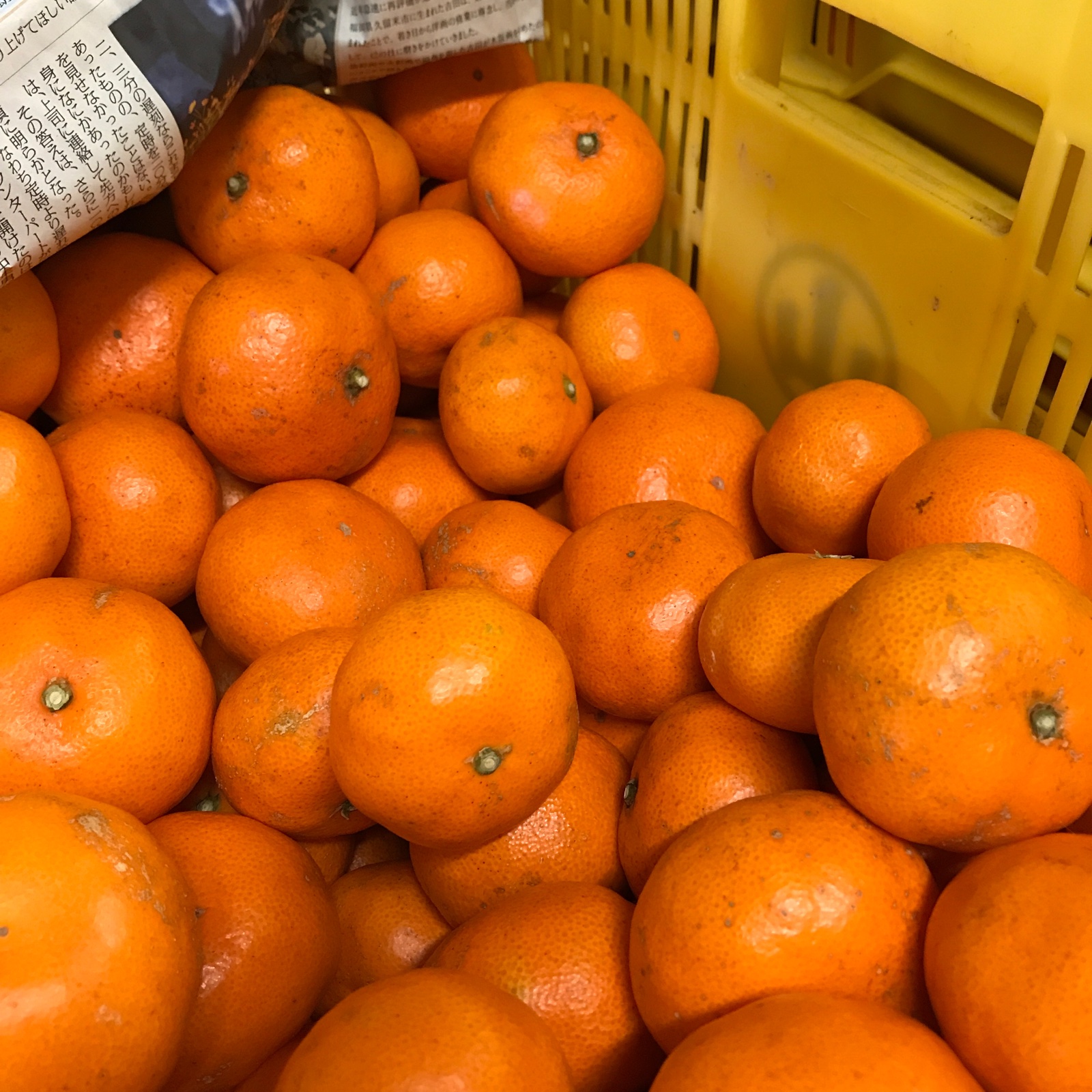 さっちゃん様　原口みかん　10Kg 直売所と同商品 訳あり】原口早生みかん箱込10kg ｜ 果物/温州みかん 産直アウル 農家