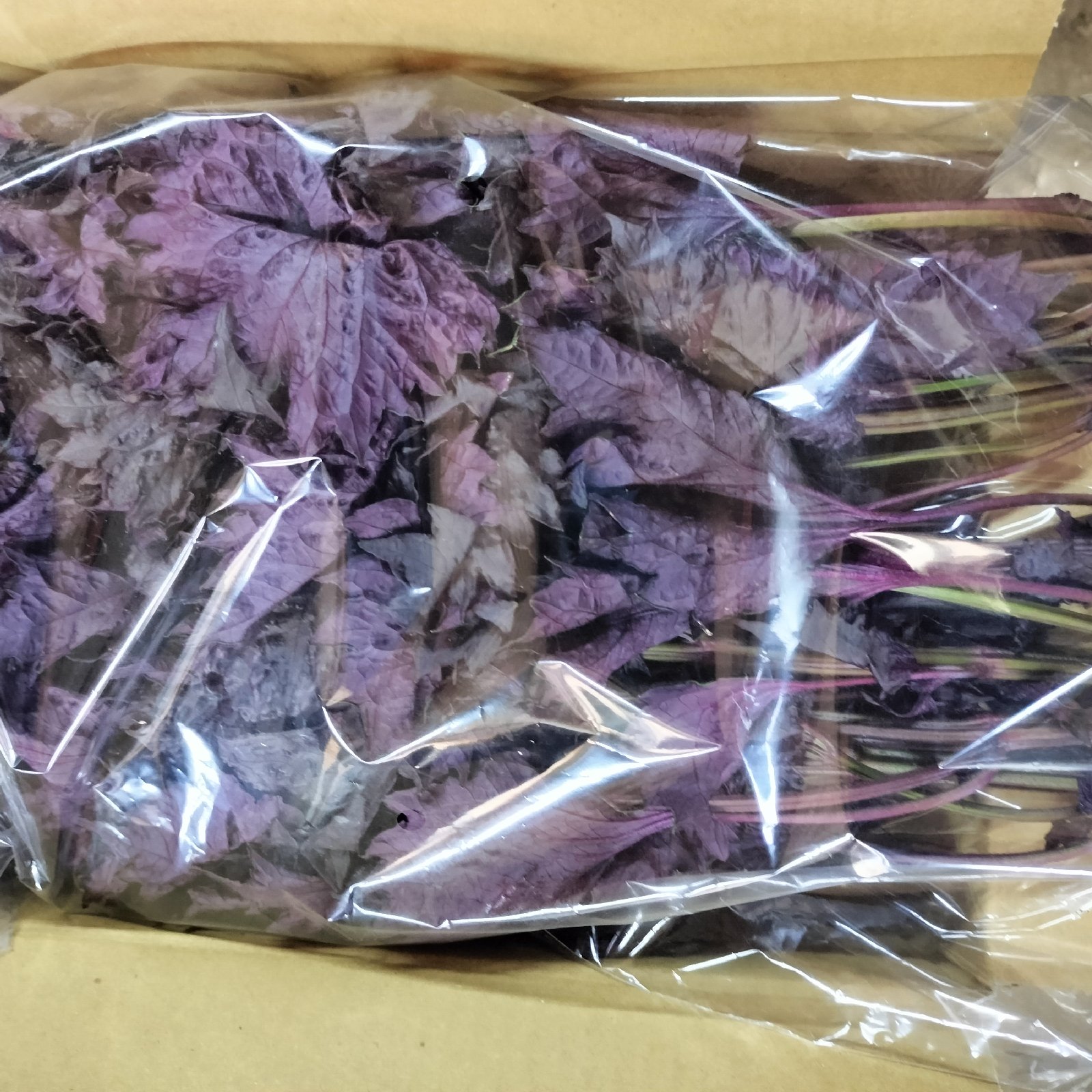 赤紫蘇200g 期間限定 パチャママ農園 梅干し作り 梅仕事に 梅 ｜ 野菜