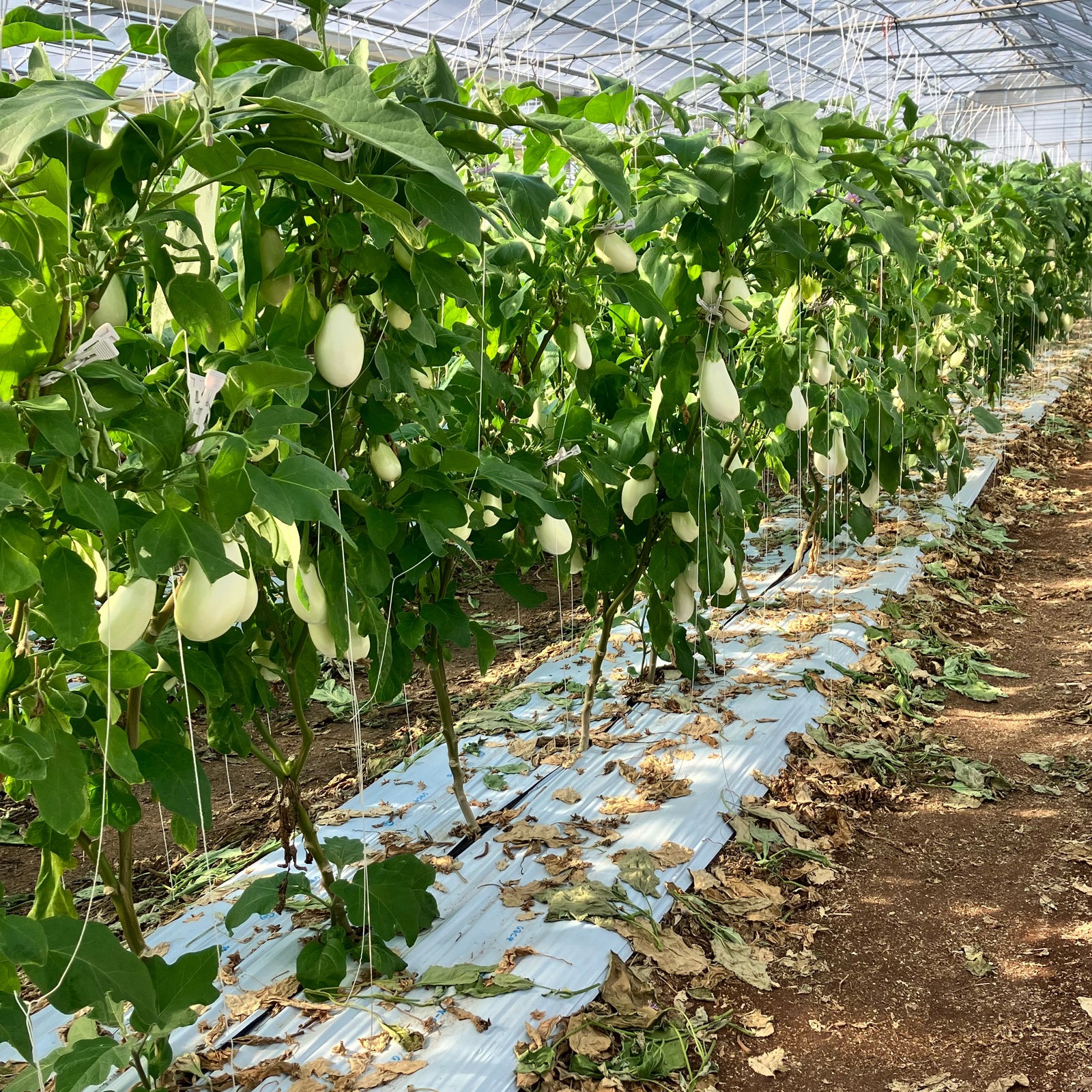 まる壱農園（高知県・芸西村）｜生産者詳細｜産直アウル