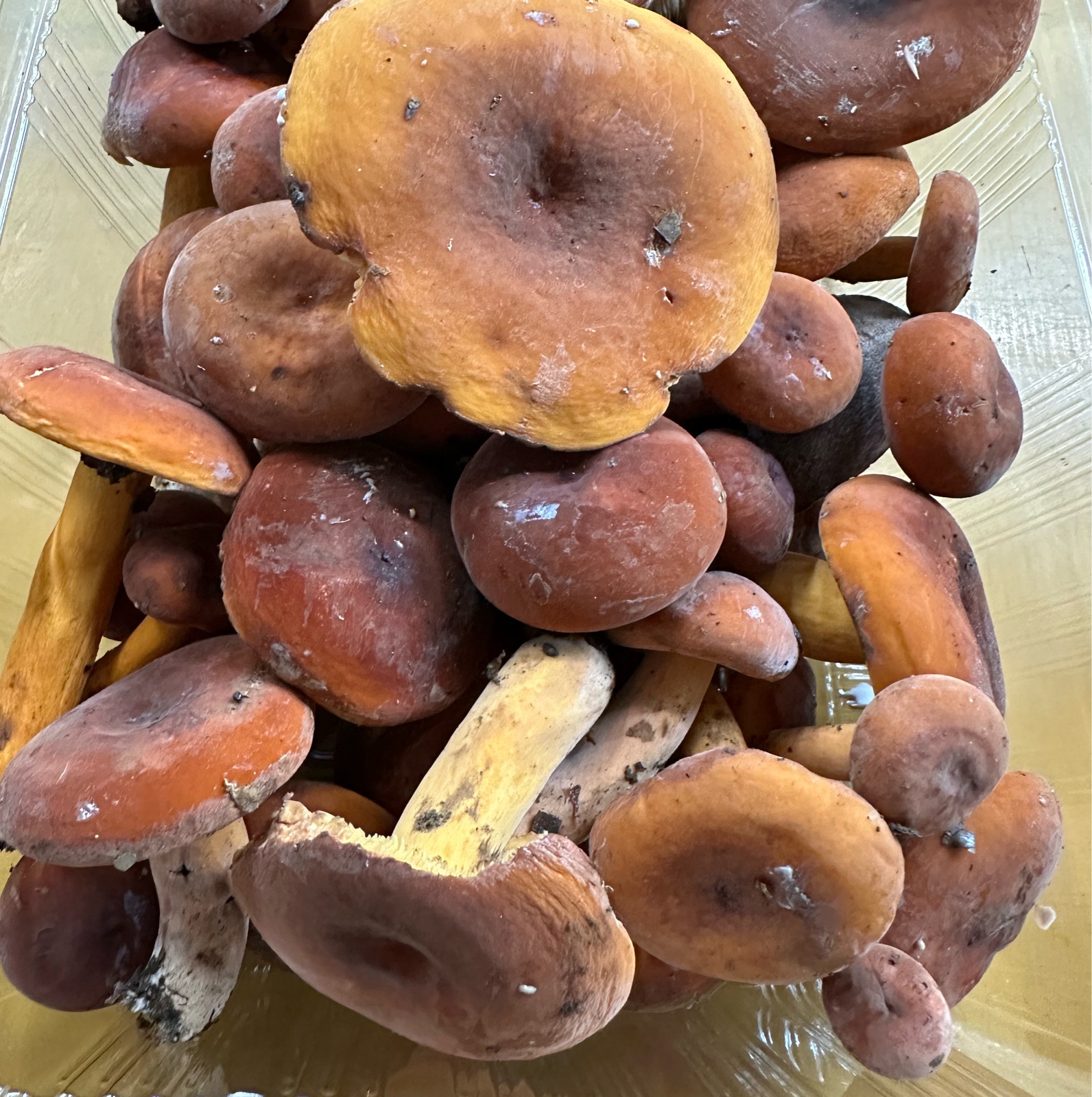 チチタケ　信州産　ふーこ様 山形県産 ちちたけ1kg ｜ 野菜/きのこ 産直アウル 農家・漁師など生産