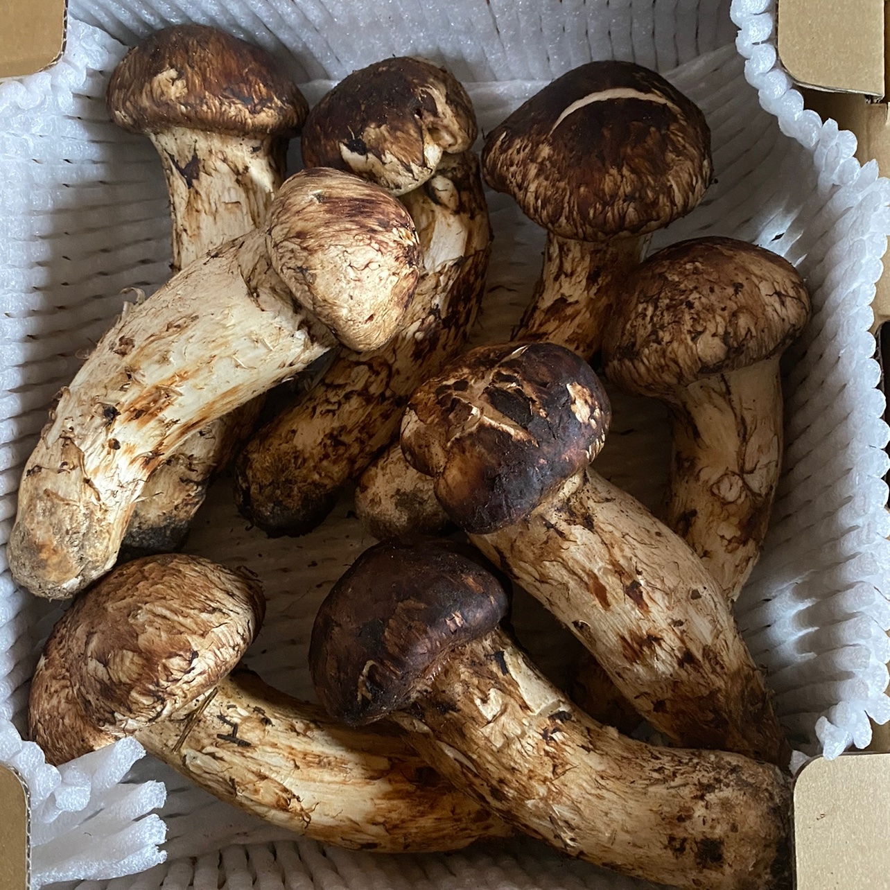 d3911a5fef59c82f0fe67dd17fb5a3