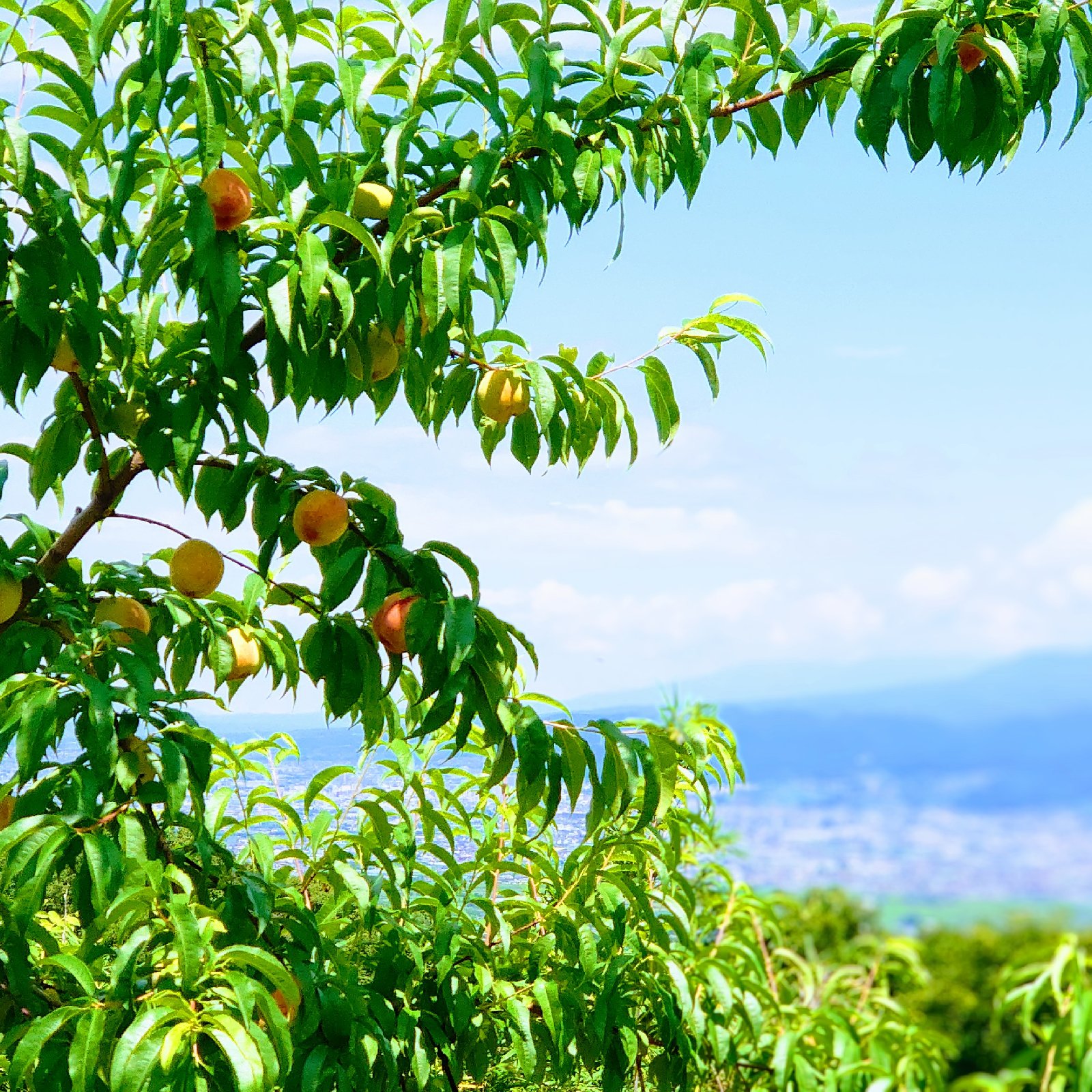 桃 【白鳳、御坂白鳳、雨宮白鳳etc...】 ｜ 果物/もも 産直アウル 農家 