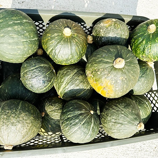 りっcえびすかぼちゃ 2個 中サイズ ほっこりえびす（2kg、2～4個入り）農薬・化学肥料不使用 | 野菜