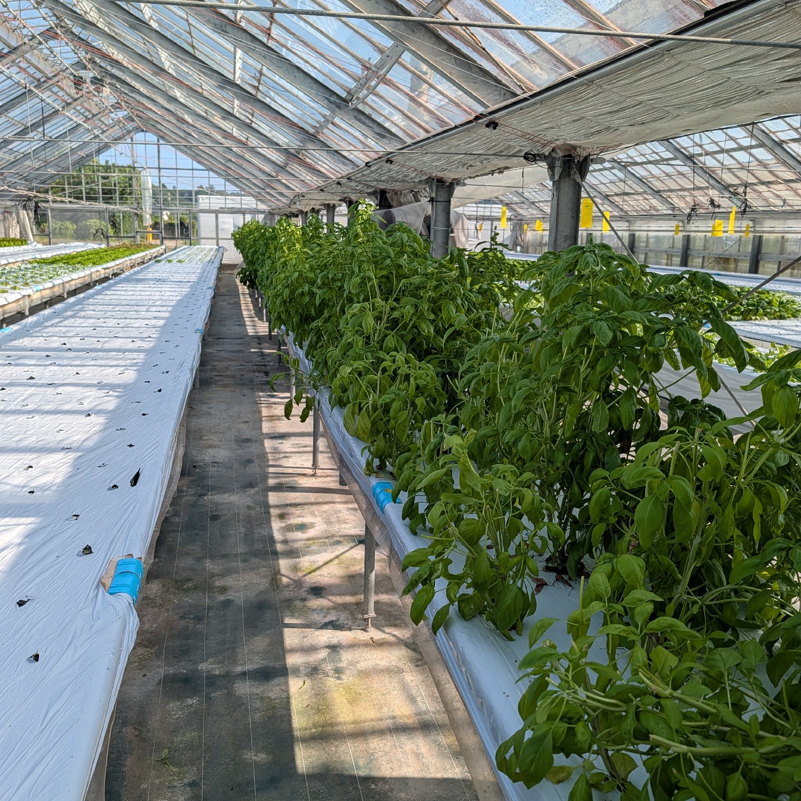 【朝摘み即日発送】水耕栽培 フレッシュバジル 1キロ 農家直送 国産 朝摘み即日発送】水耕栽培 フレッシュバジル 1キロ 清潔栽培 摘みたて